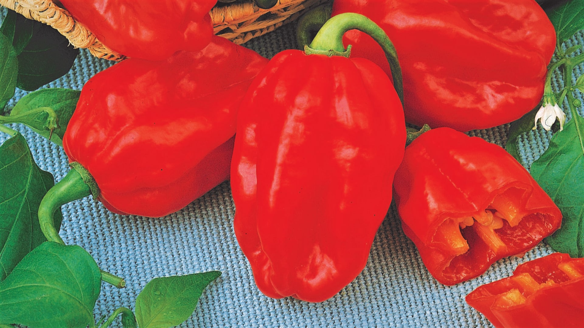  Sorta Habanero ima veći sadržaj kapsaicina