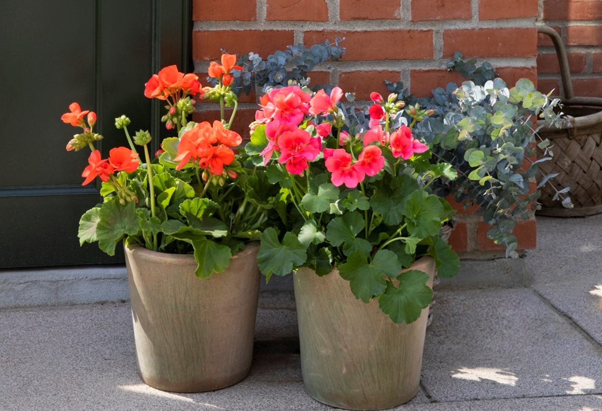 Pelargonije, pelargonije (Pelargonium)