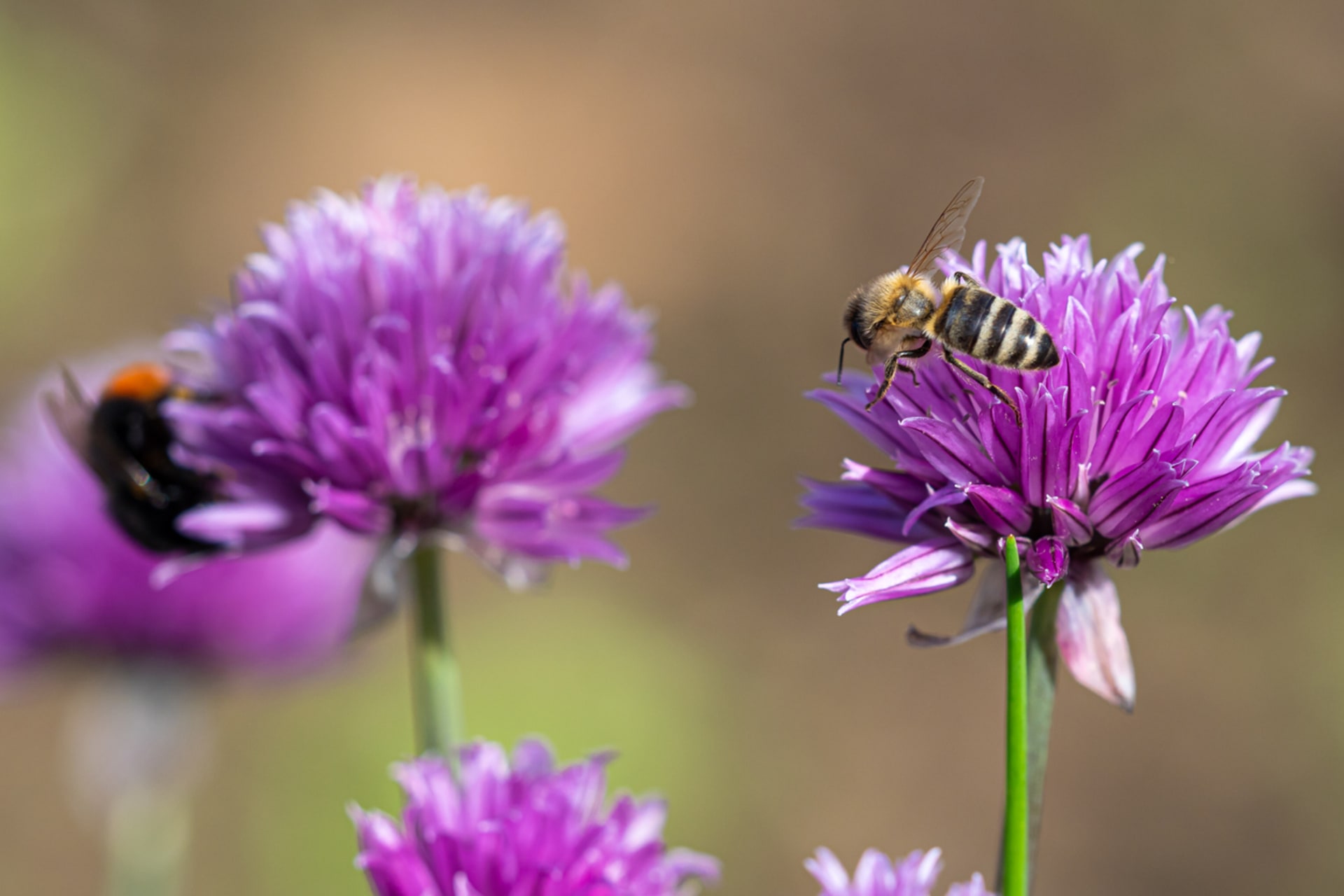 Vlasac (Allium schoenoprasum)