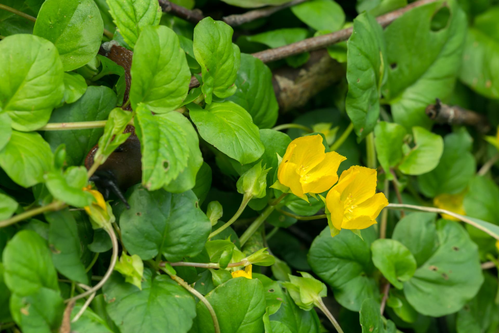 Novac vrba (Lysimachia nummularia)