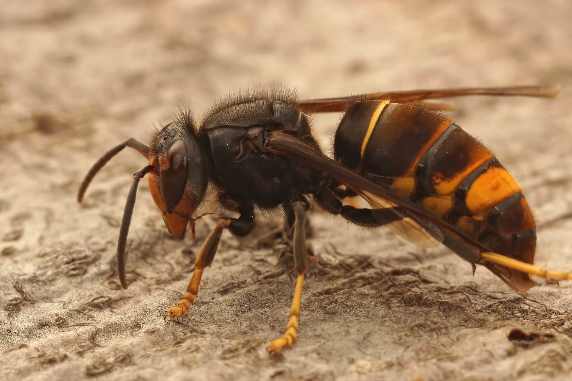 Azijski stršljen (Vespa velutina)