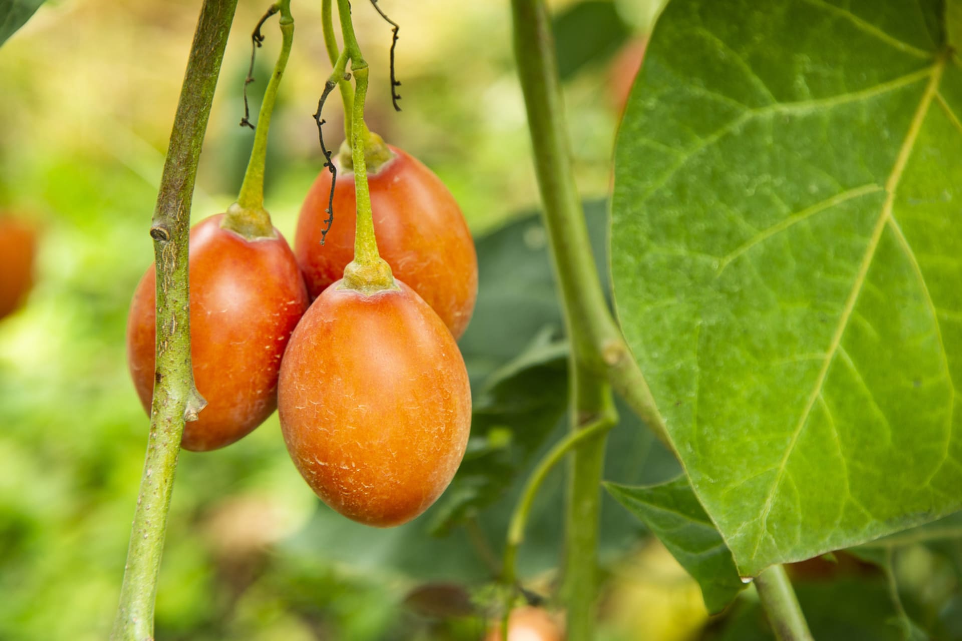 Paradajz patlidžan, rajčica repa, tamarillo, stablo rajčica (Silanum betaceum)