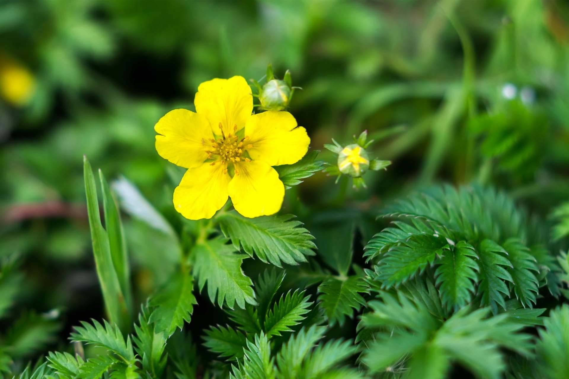 Guščji šaš (Potentilla anserina) je višegodišnja niska puzava biljka dugih polegnutih stabljika, često tvoreći guste sastojine. 