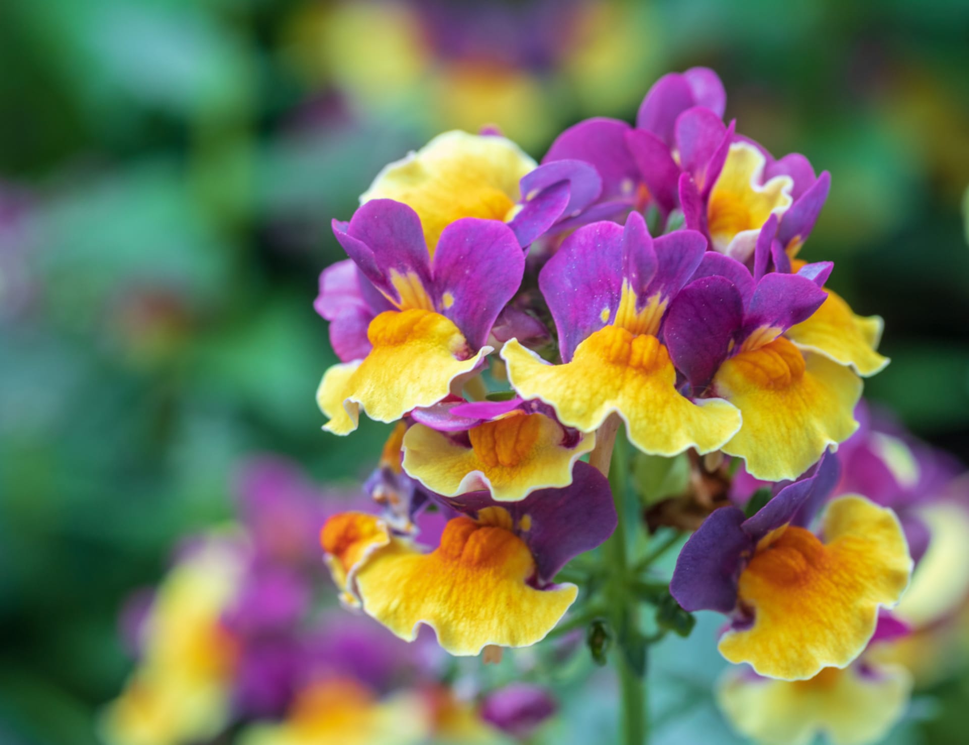 Nemezija (Nemesia) 