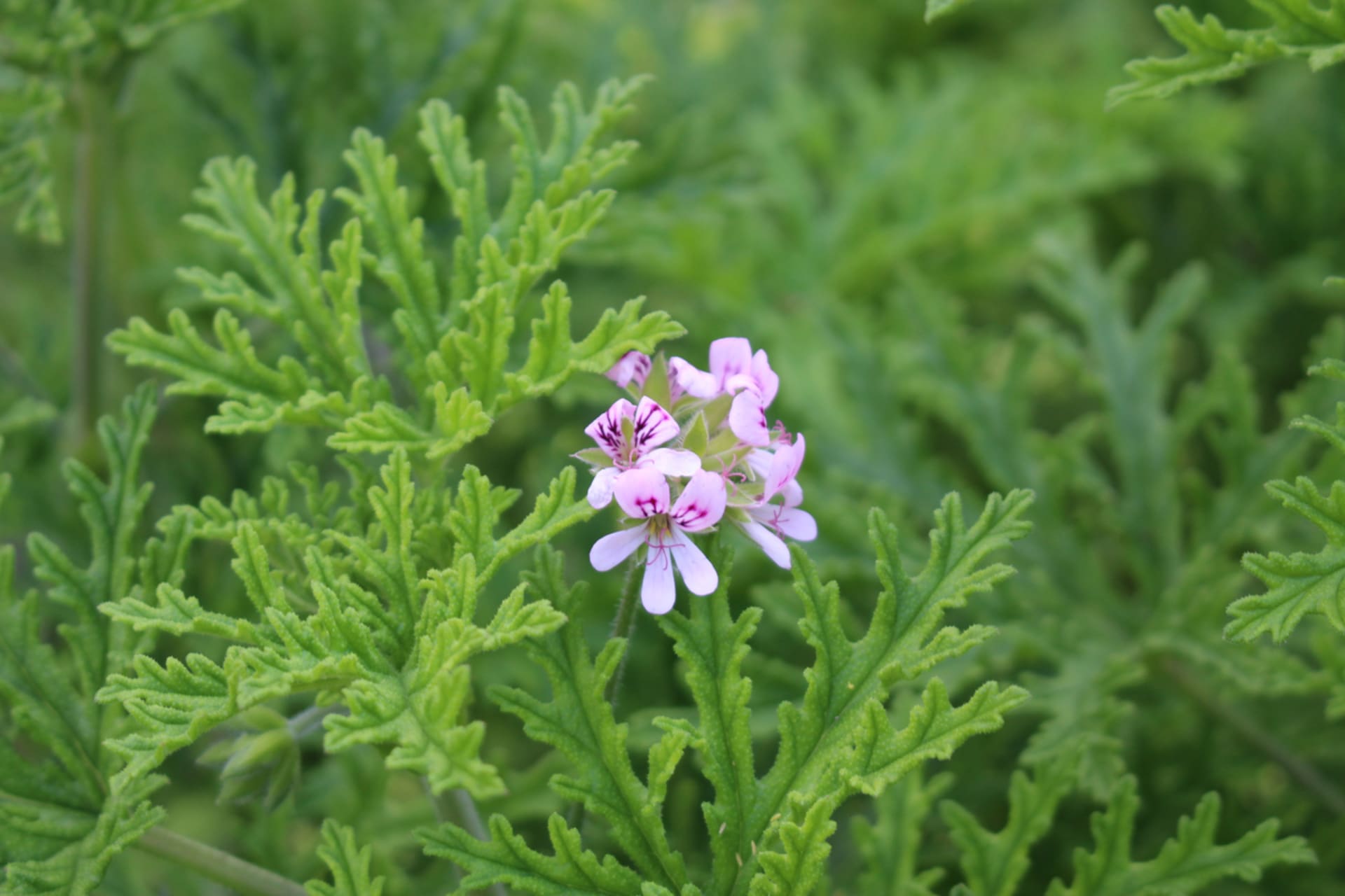 Ružičasti pelargonij (Pelargonium Graveolens)