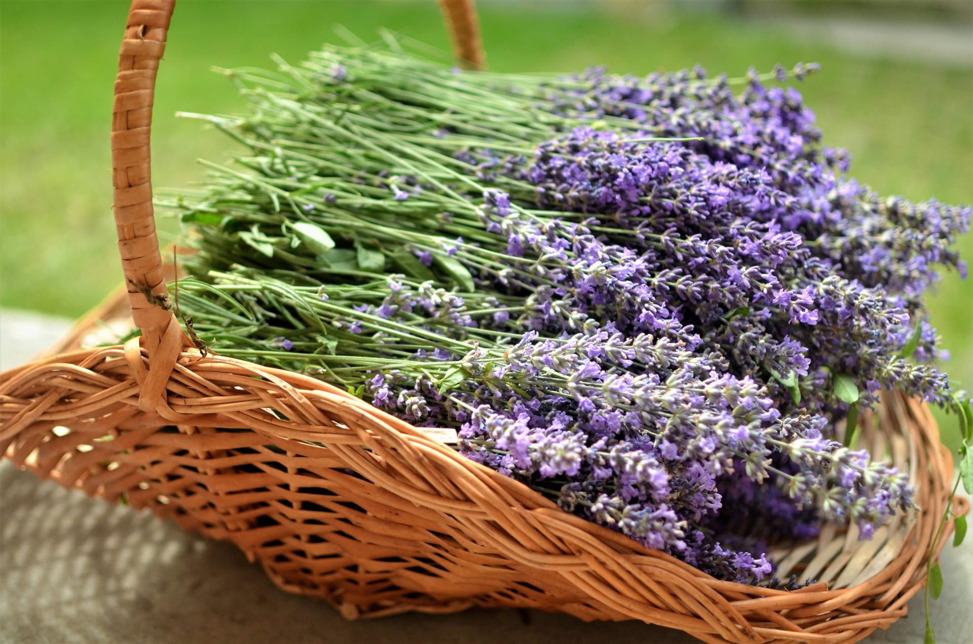 Lavanda (Lavandula) je aromatična ljekovita biljka iz porodice Lamiaceae