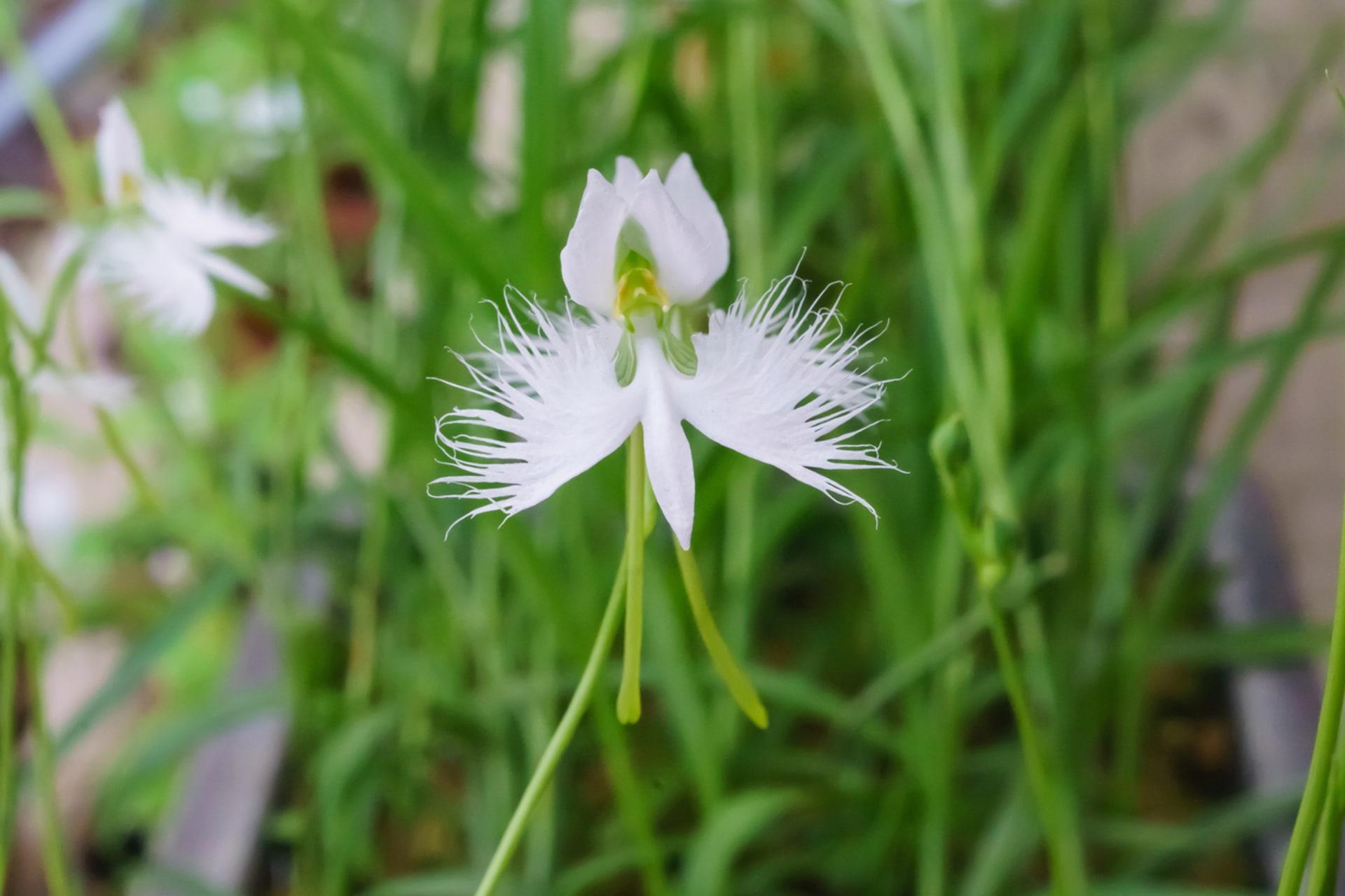 Ptičja orhideja (Pecteilis radiata, sin. Habenaria radiata) 2