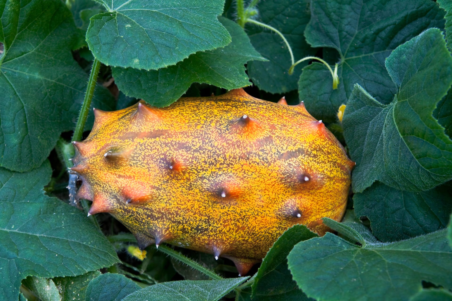 Kiwano: Uzgojite bodljikavi krastavac 2