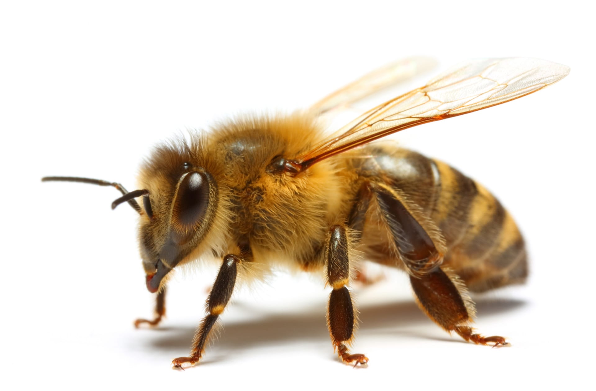 medonosna pčela