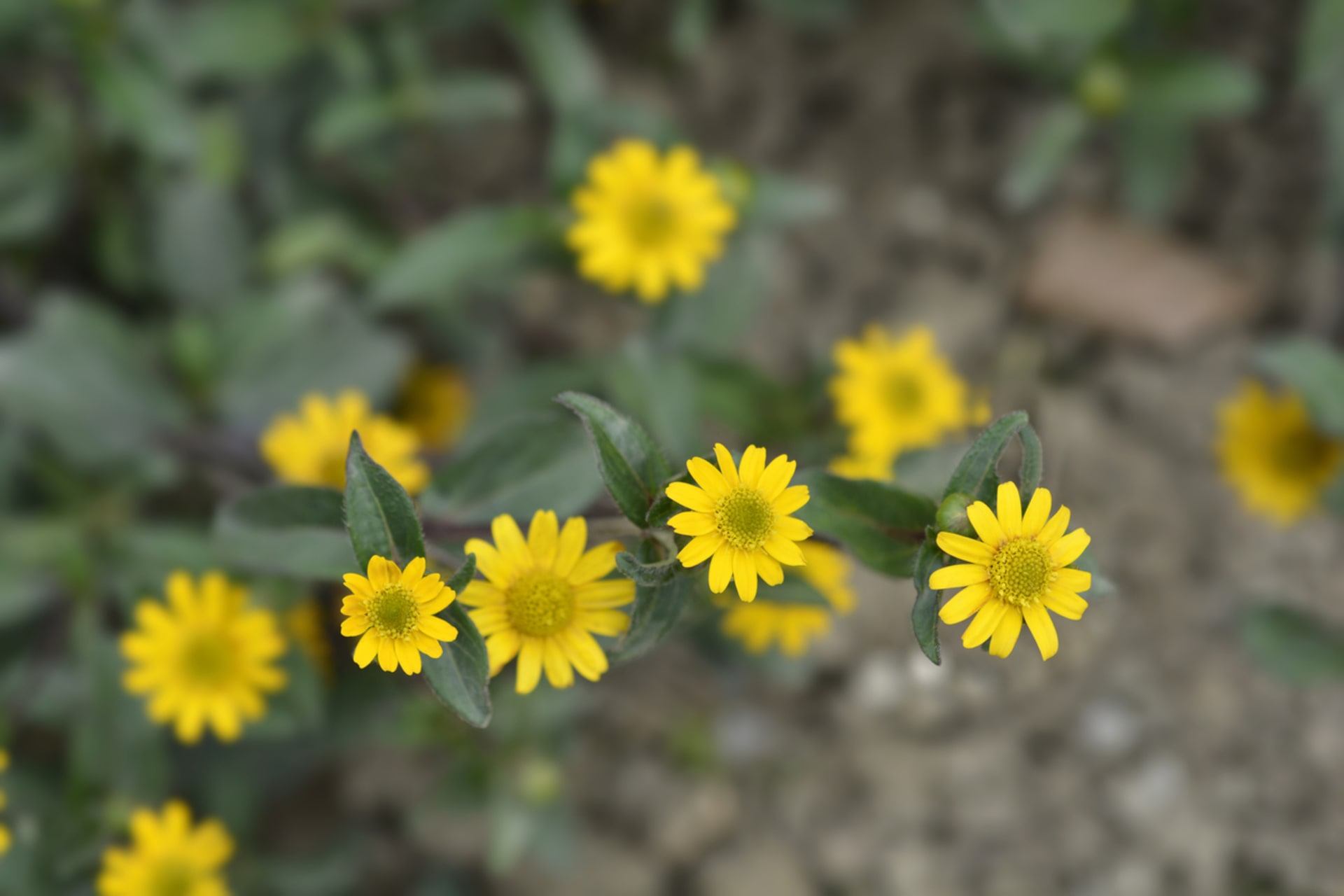 Sanvitalia procumbens