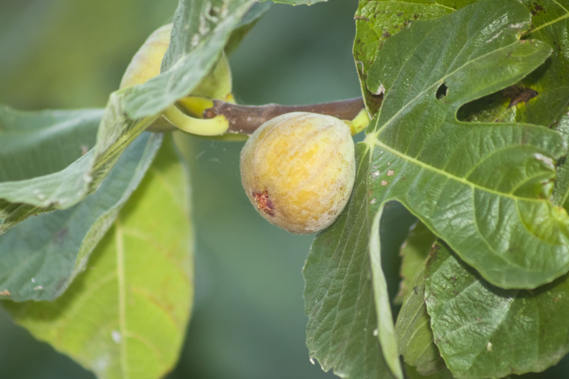 Smokva (Ficus carica) 6