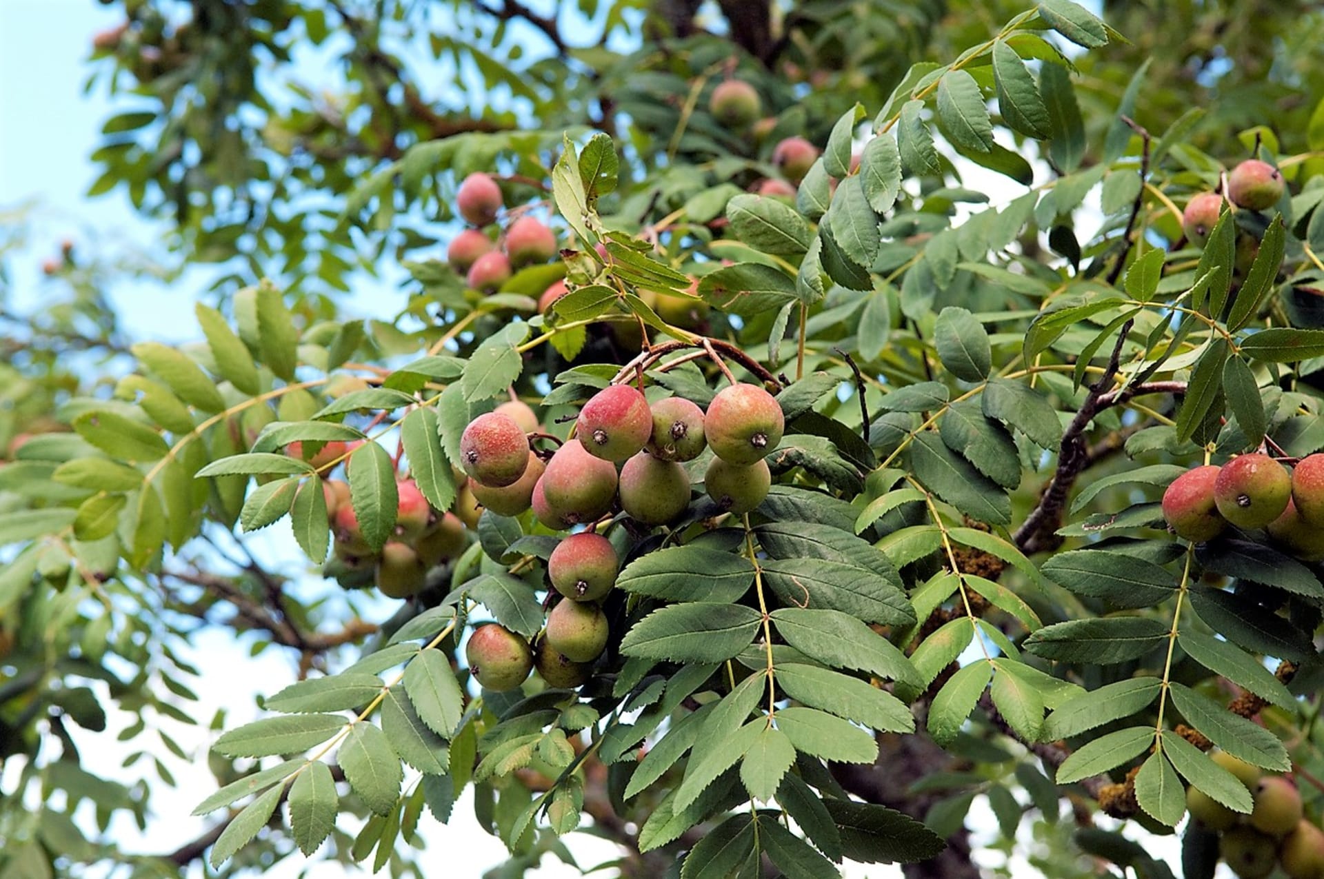 Kupine nalikuju malim jabukama ili kruškama i žutozelene su do narančastocrvene boje.