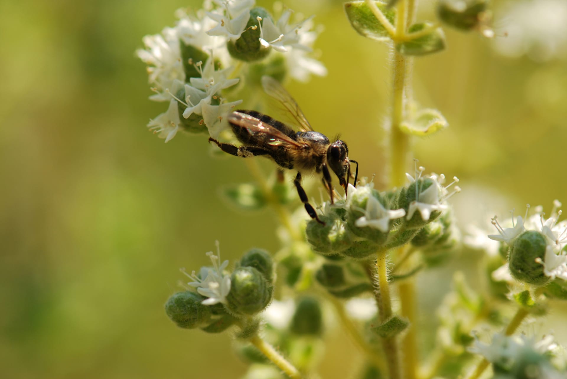 Vrtni mažuran (Origanum majorana)