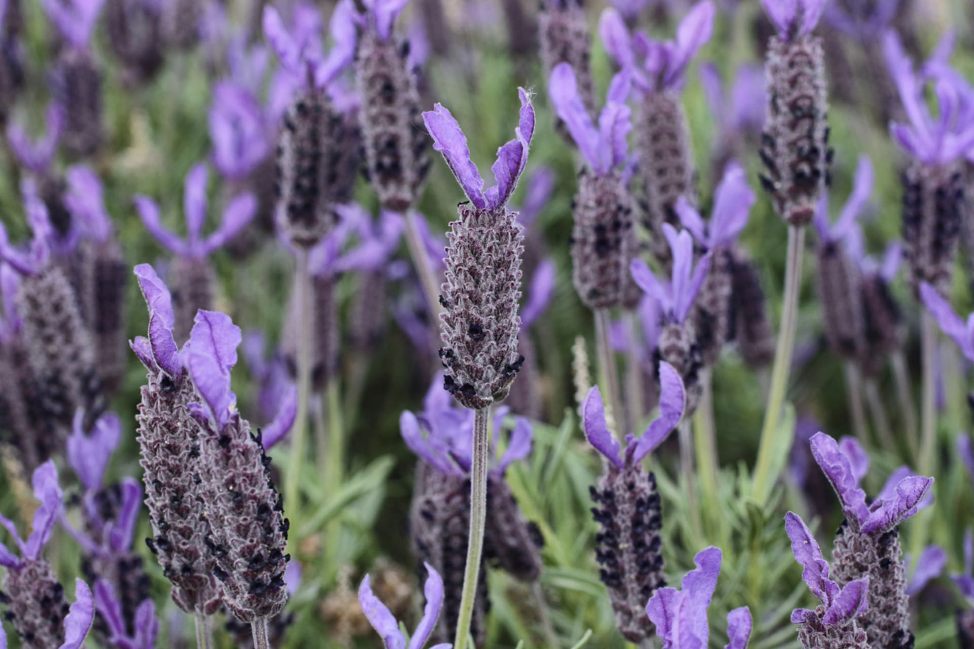 Krunasta lavanda (Lavandula stoechas) 