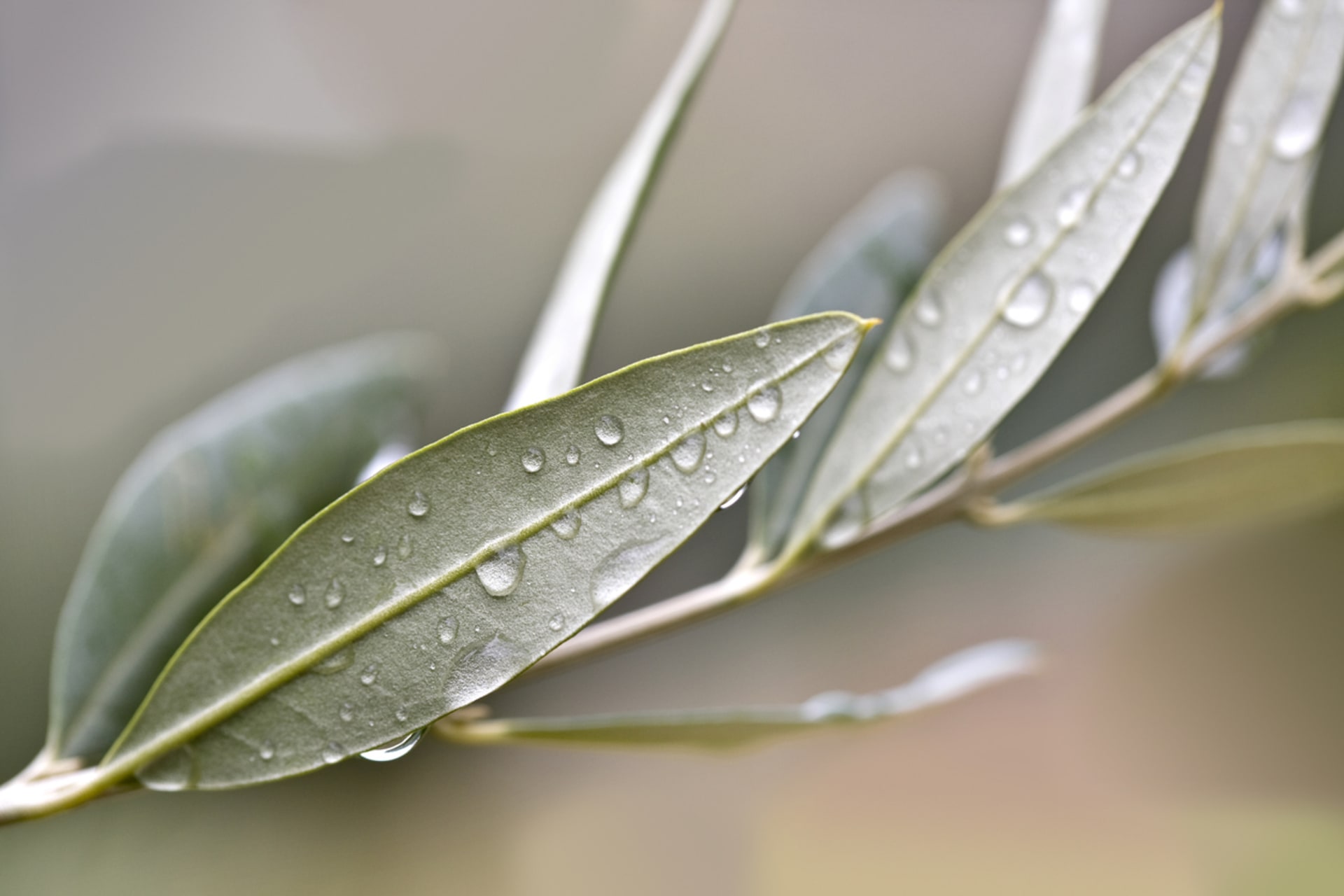 Europska maslina (Olea europaea) 2