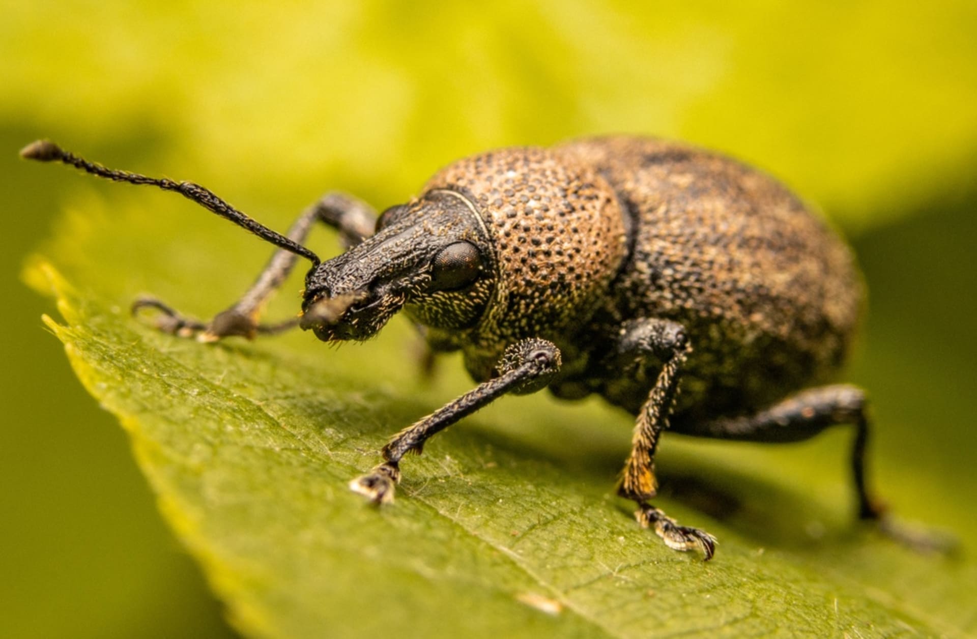 Otiorhynchus ligustici (Otiorhynchus ligustici)