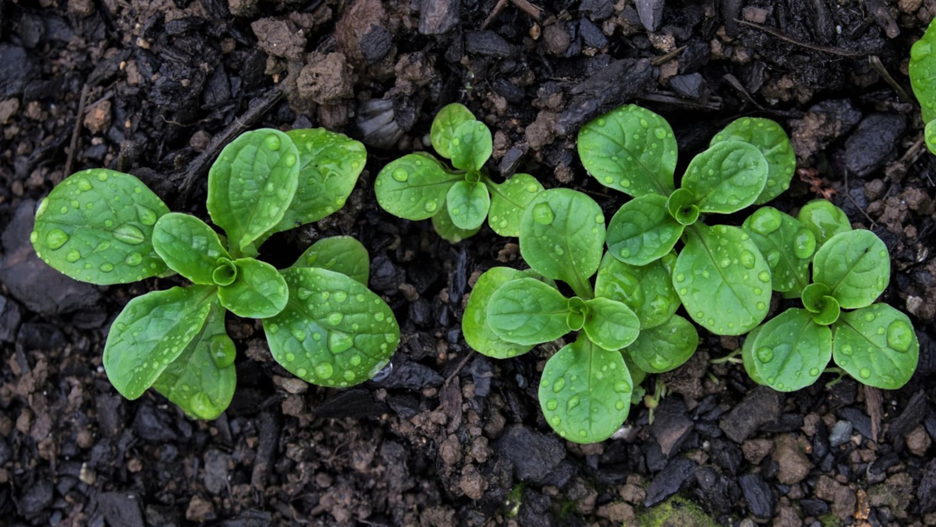 Zbog plitkog korijenskog sustava i kratke vegetacije, truba ima dosta visoke zahtjeve prema vodi. Za uspješan rast potrebno ju je dovoljno i redovito zalijevati kako bi se osiguralo sočno i hrskavo lišće