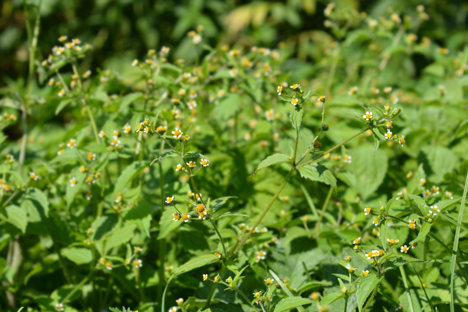 Galinsoga parviflora, jedan od najizdržljivijih jednogodišnjih korova, naraste u visinu oko 40 cm, ima golu stabljiku, peteljke, sitno nazubljene listove i male bijele cvjetiće koji malo podsjećaju na tratinčicu.