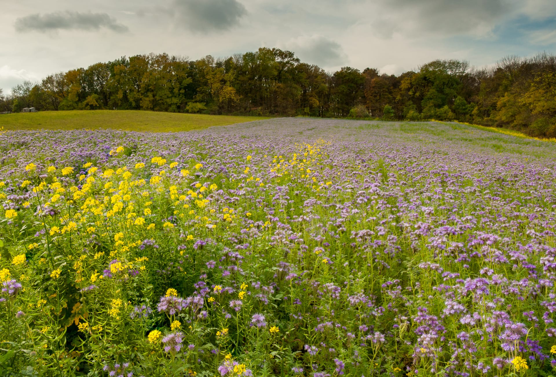 Phacelia tanacetifolia (Phacelia tanacetifolia) 