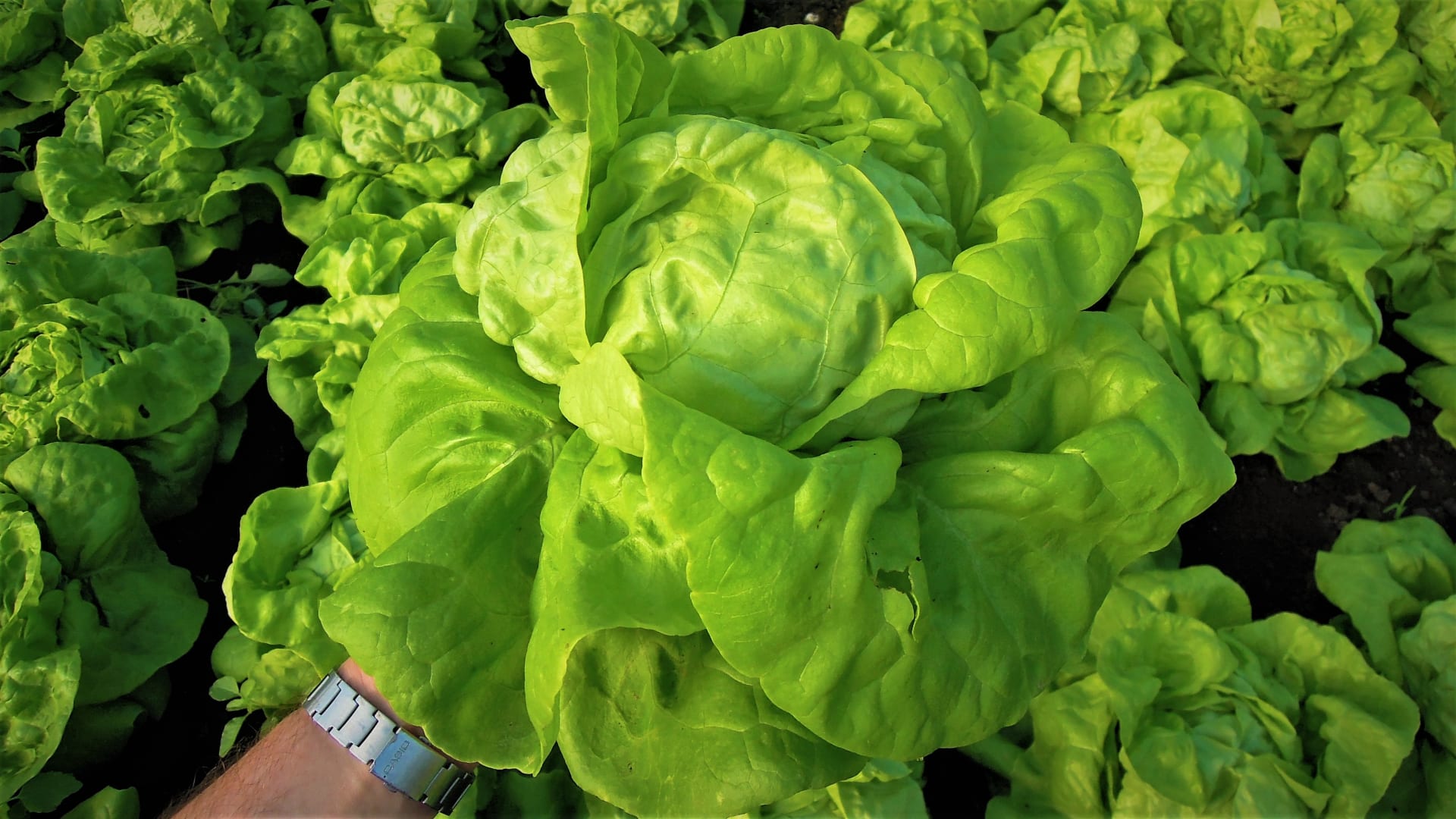 Zelena salata (Lactuca sativa) jedno je od najstarijih i najviše uzgajanih lisnatih povrća. Na slici je sorta Deon.