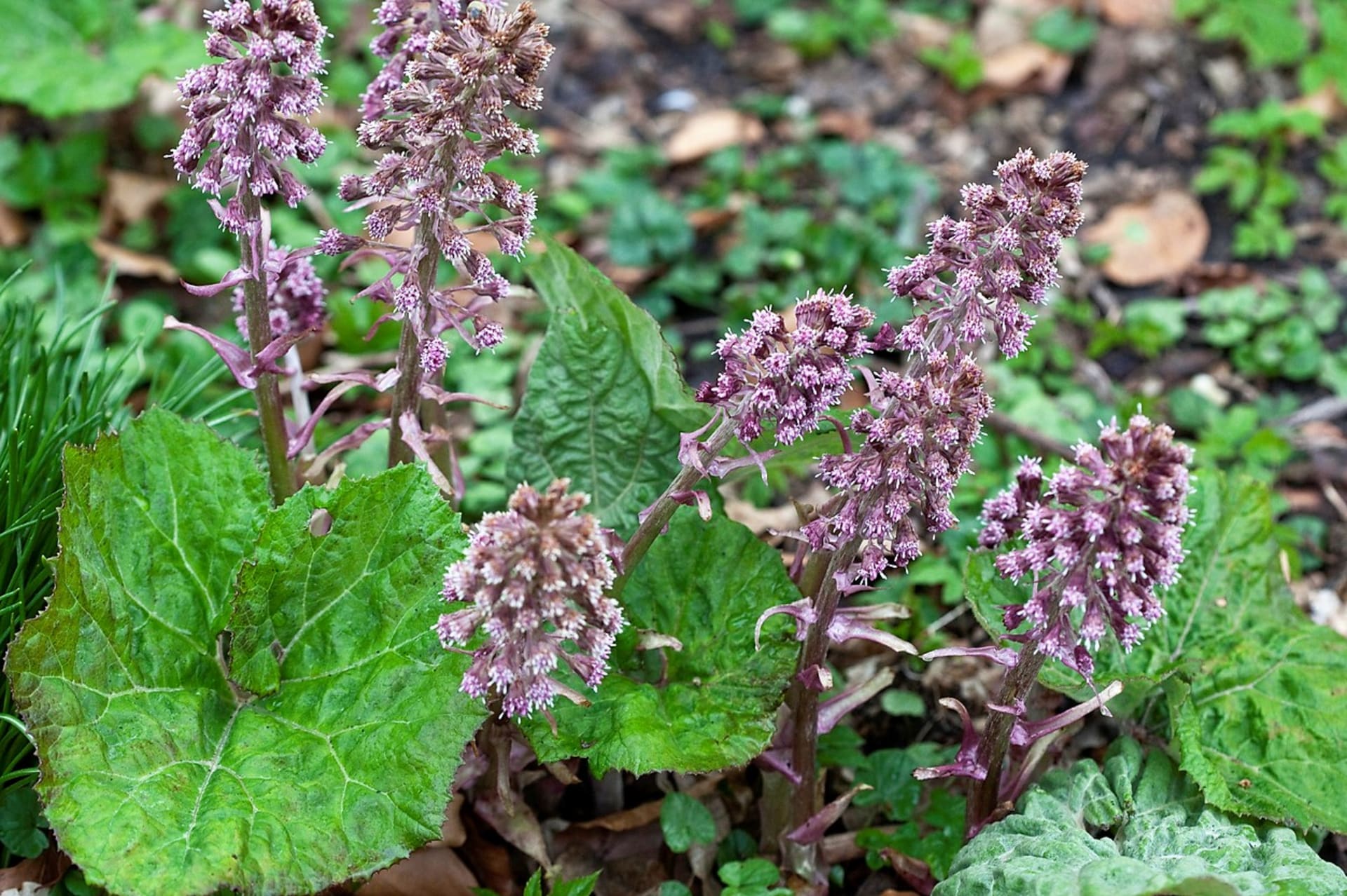 Obična sladovina (Petasites hybridus), u narodu poznata kao konjsko kopito, višegodišnja je zeljasta biljka s jakim rizomom i tipičnim ljubičastim ili ružičastim cvjetovima poput grožđa koji se pojavljuju u rano proljeće i jakog su mirisa.