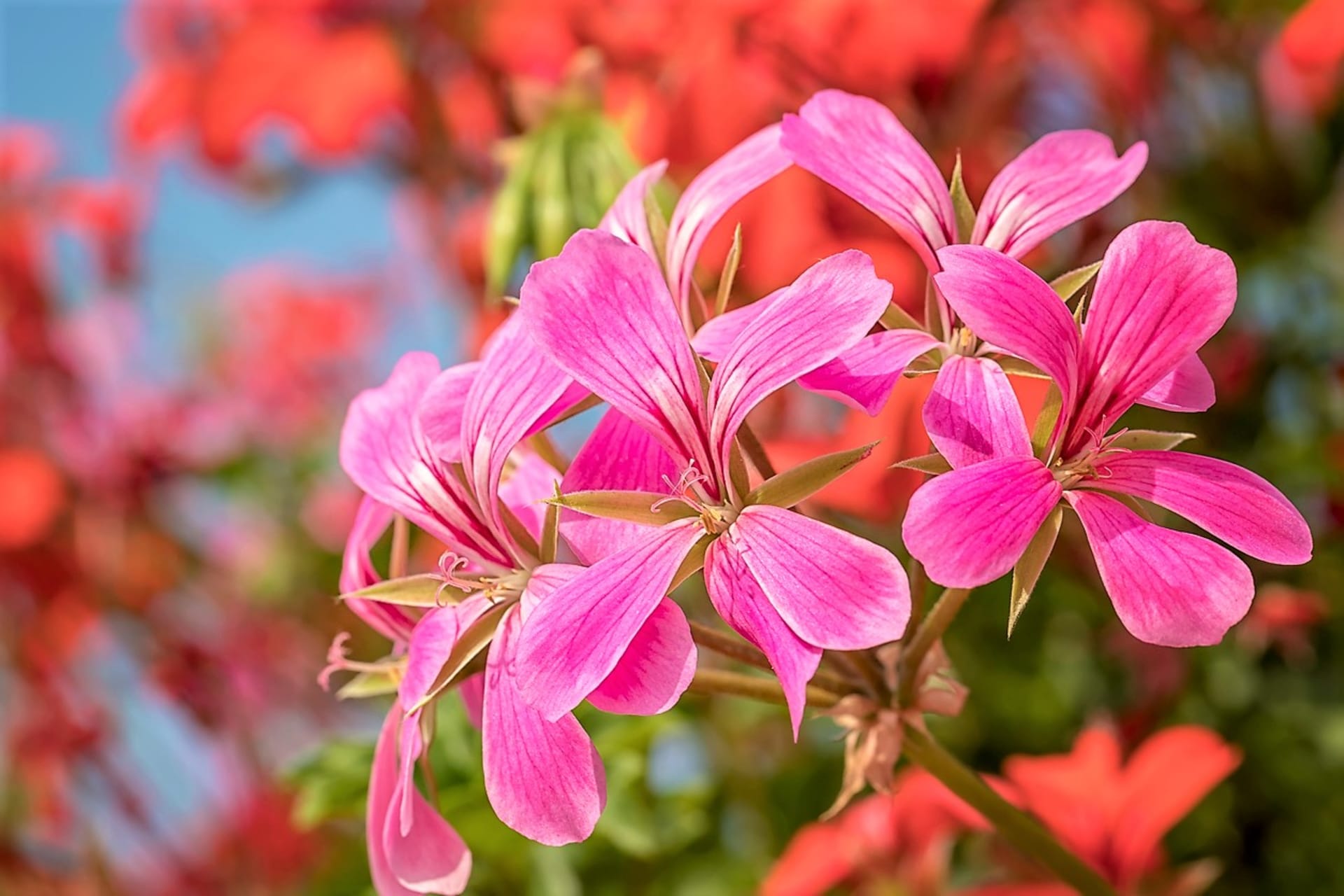 Pelargonijama dobro pomažu svjetlost i sunce, tako obilno cvjetaju. Također mogu tolerirati položaje okrenute prema jugu. Previše sjene uzrokuje zastoj u rastu i malo cvjetova.