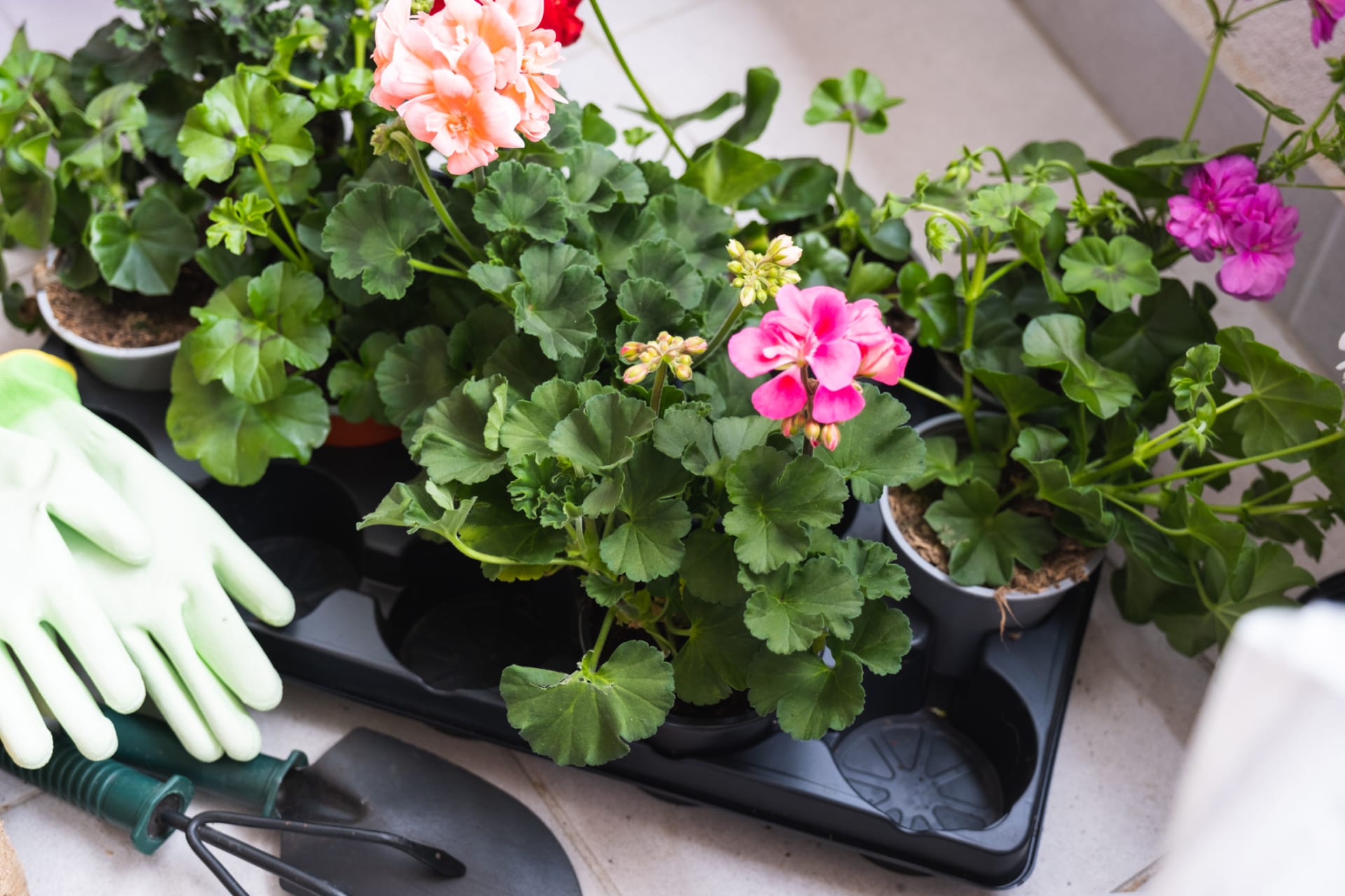 Pelargonije posadite na balkon u drugoj polovici svibnja