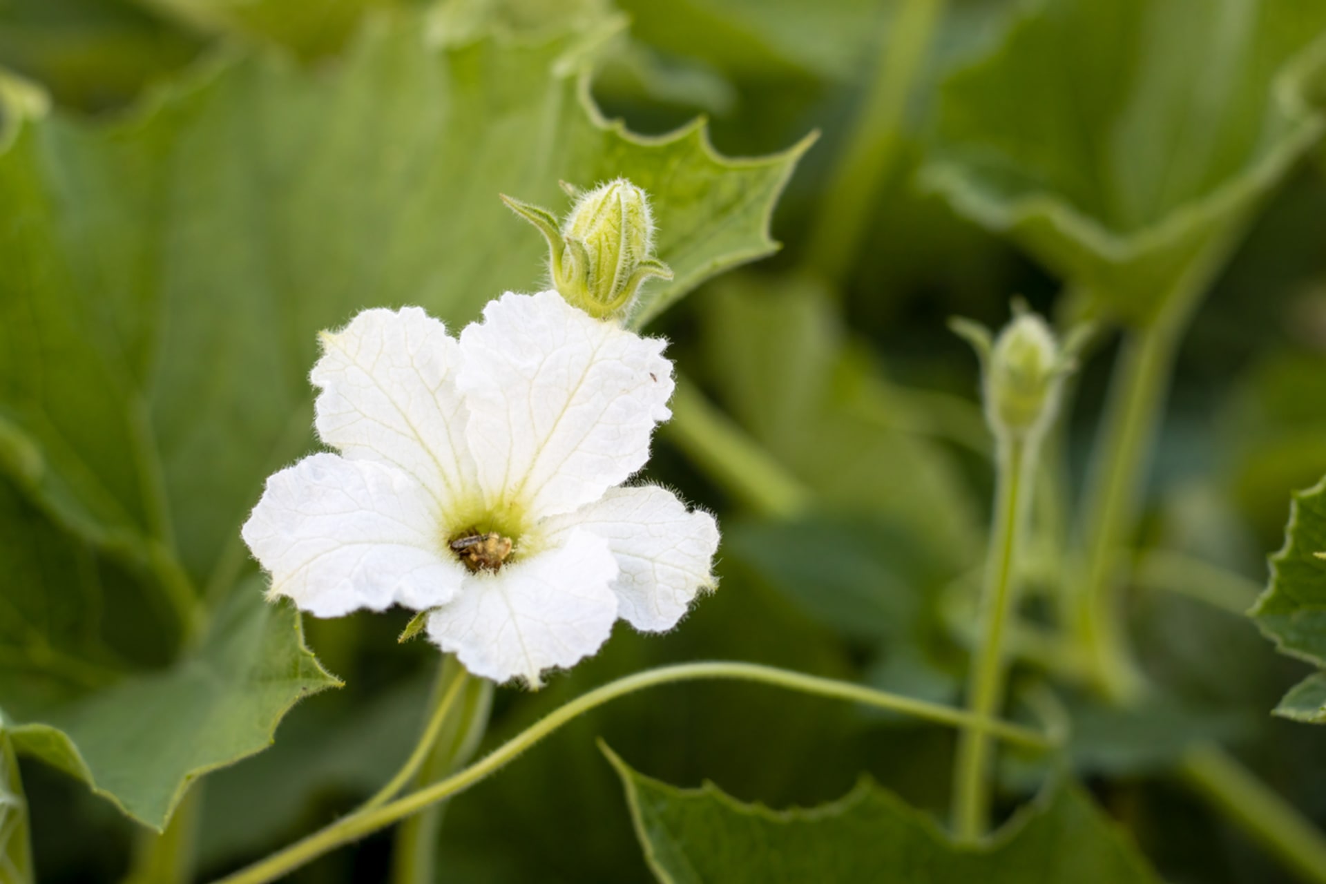 Lagenaria siceraria (Lagenaria siceraria) 