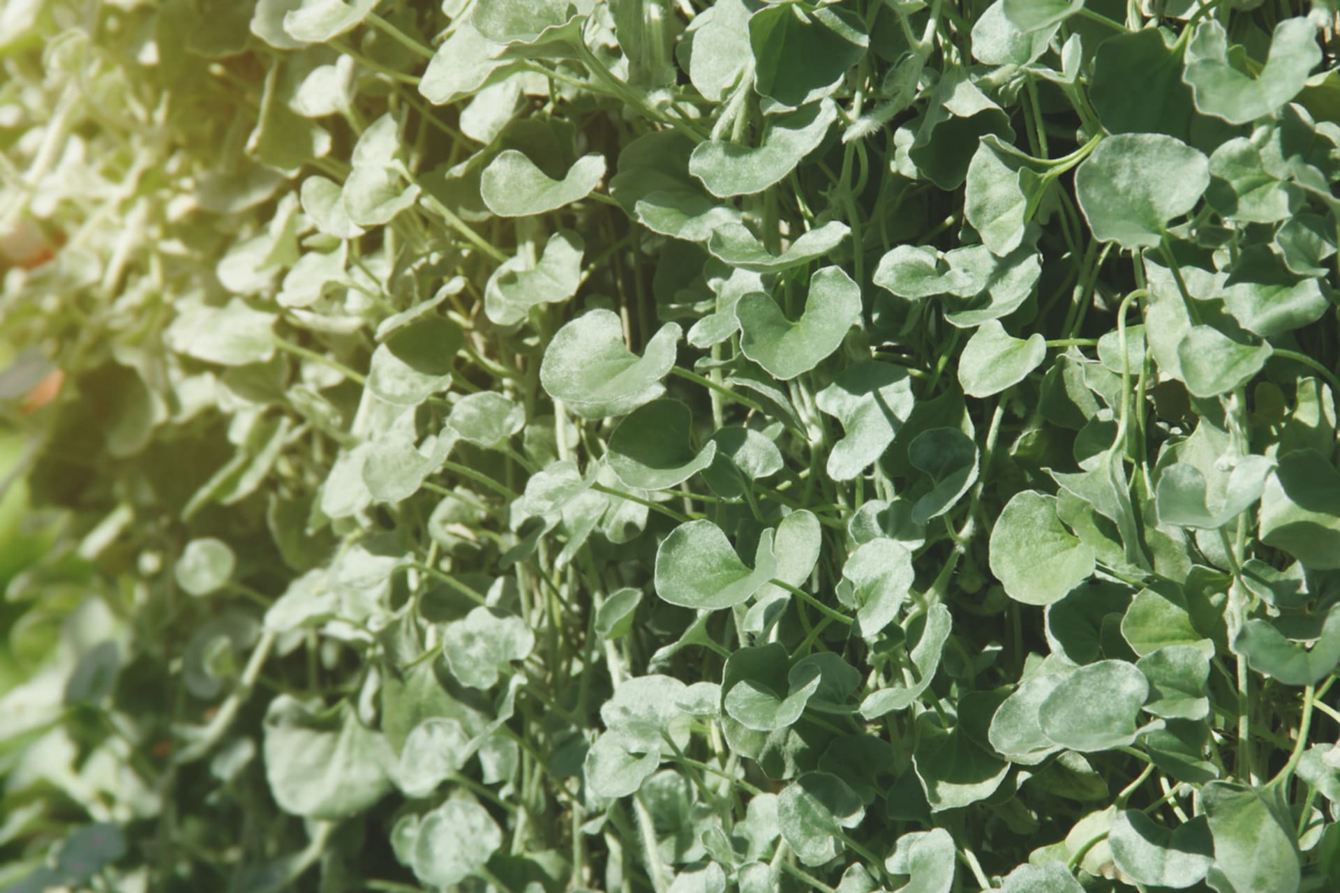 Dihondra, srebrna kiša (Dichondra)