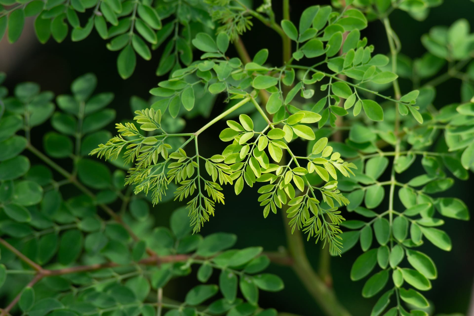 Moringa oleifera (Moringa oleifera) 6