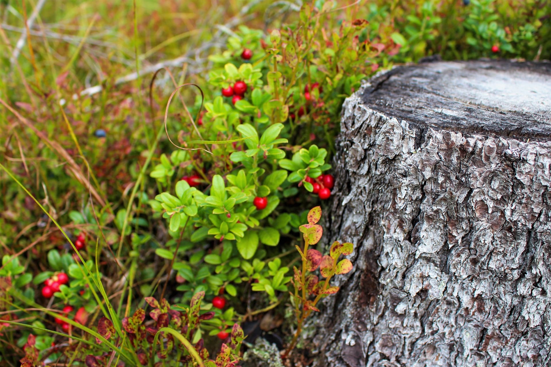 Brusnica brusnica (Vaccinium vitis-idaea), općenito brusnica