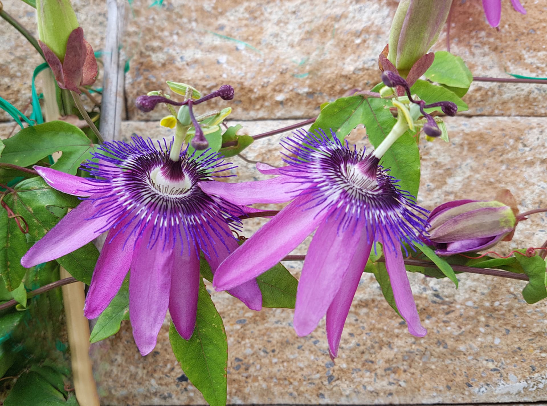 Passiflora violacea