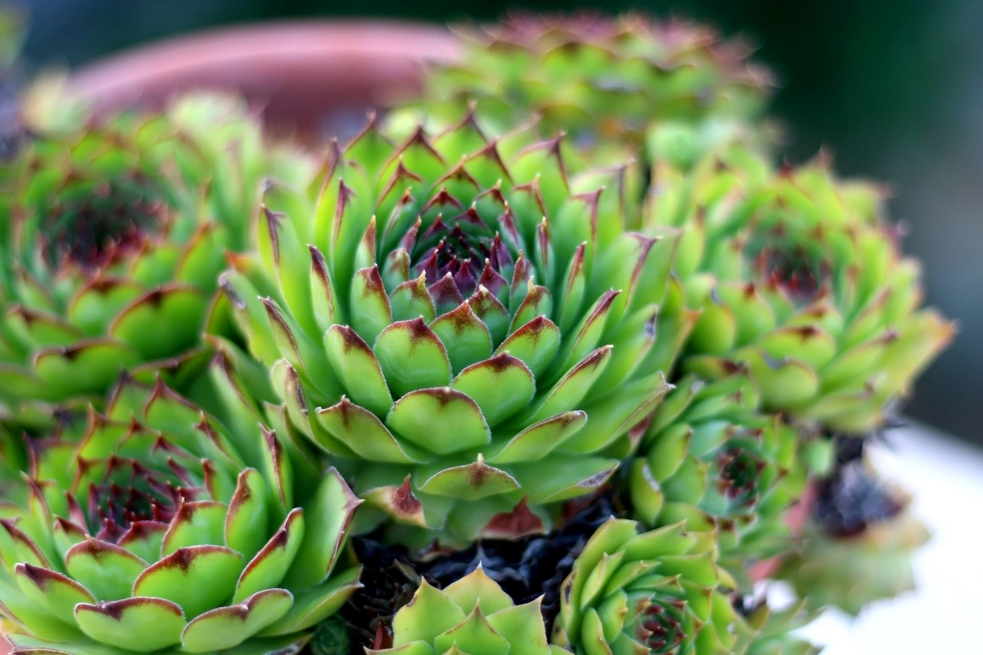 Sempervivum (lat. Sempervivum) 