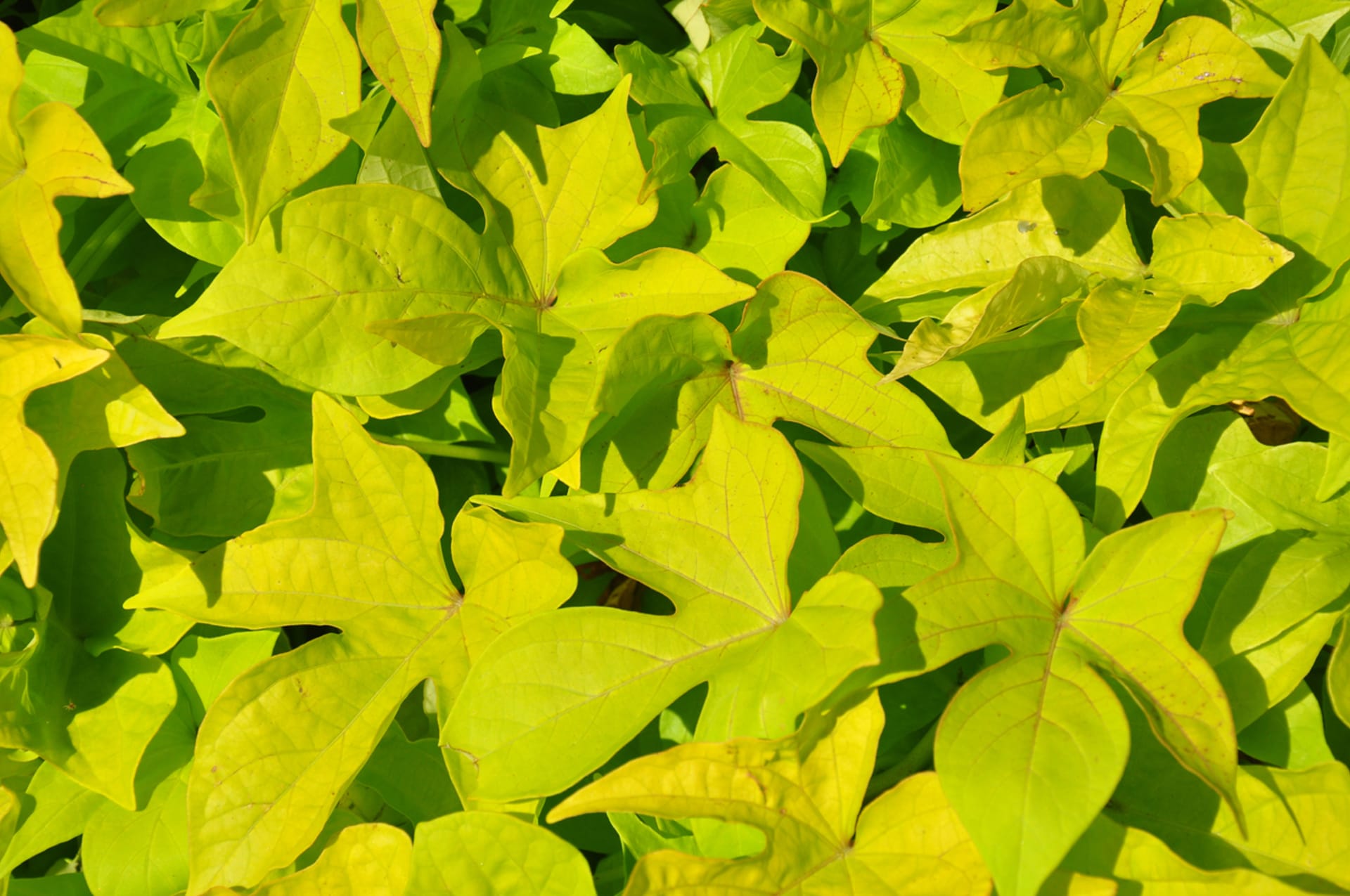 Ipomoea batatas (Ipomoea batatas)