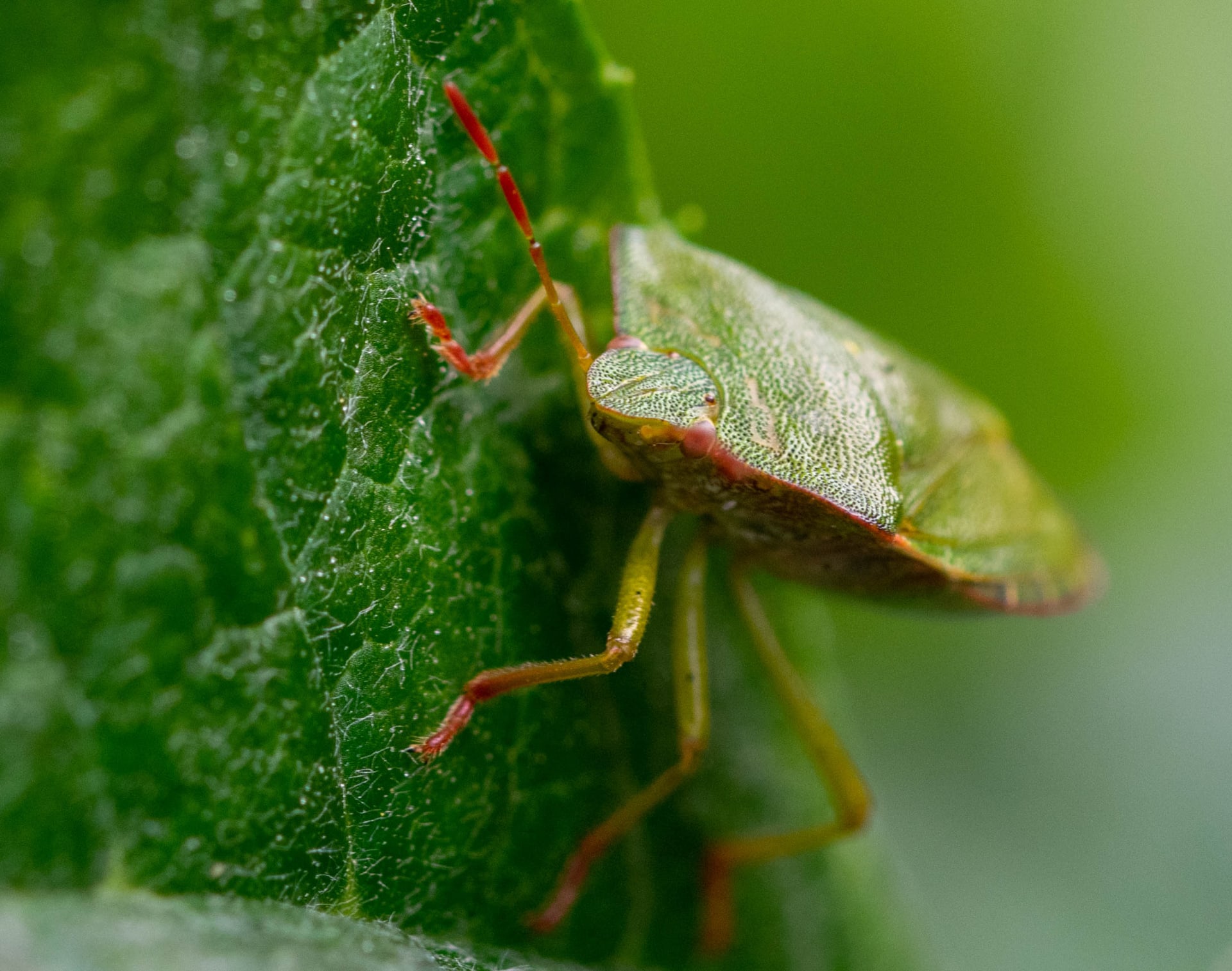 Zelena svećenica (Palomena viridissima)