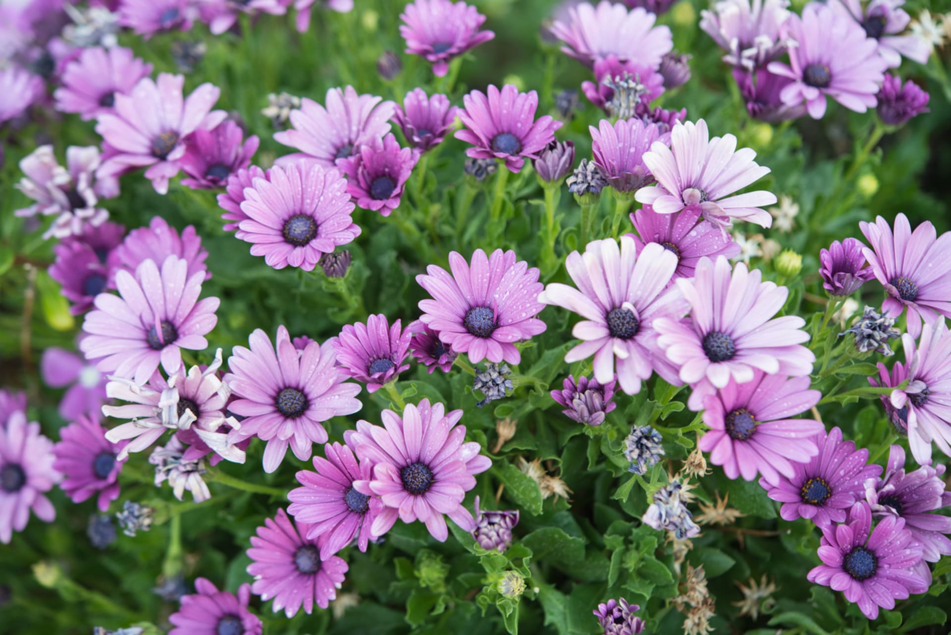 Osteospermum (Osteospermum)