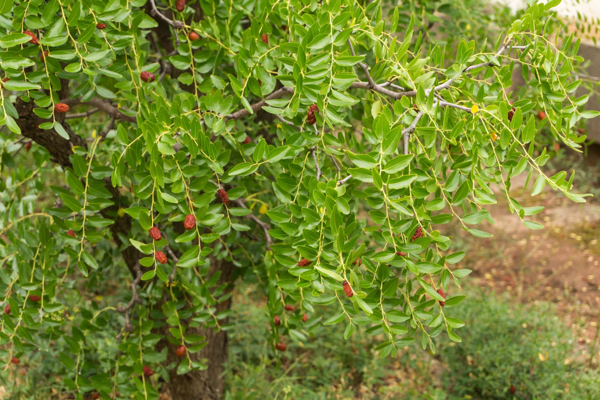 Kineska žižula (Ziziphus jujuba) 1