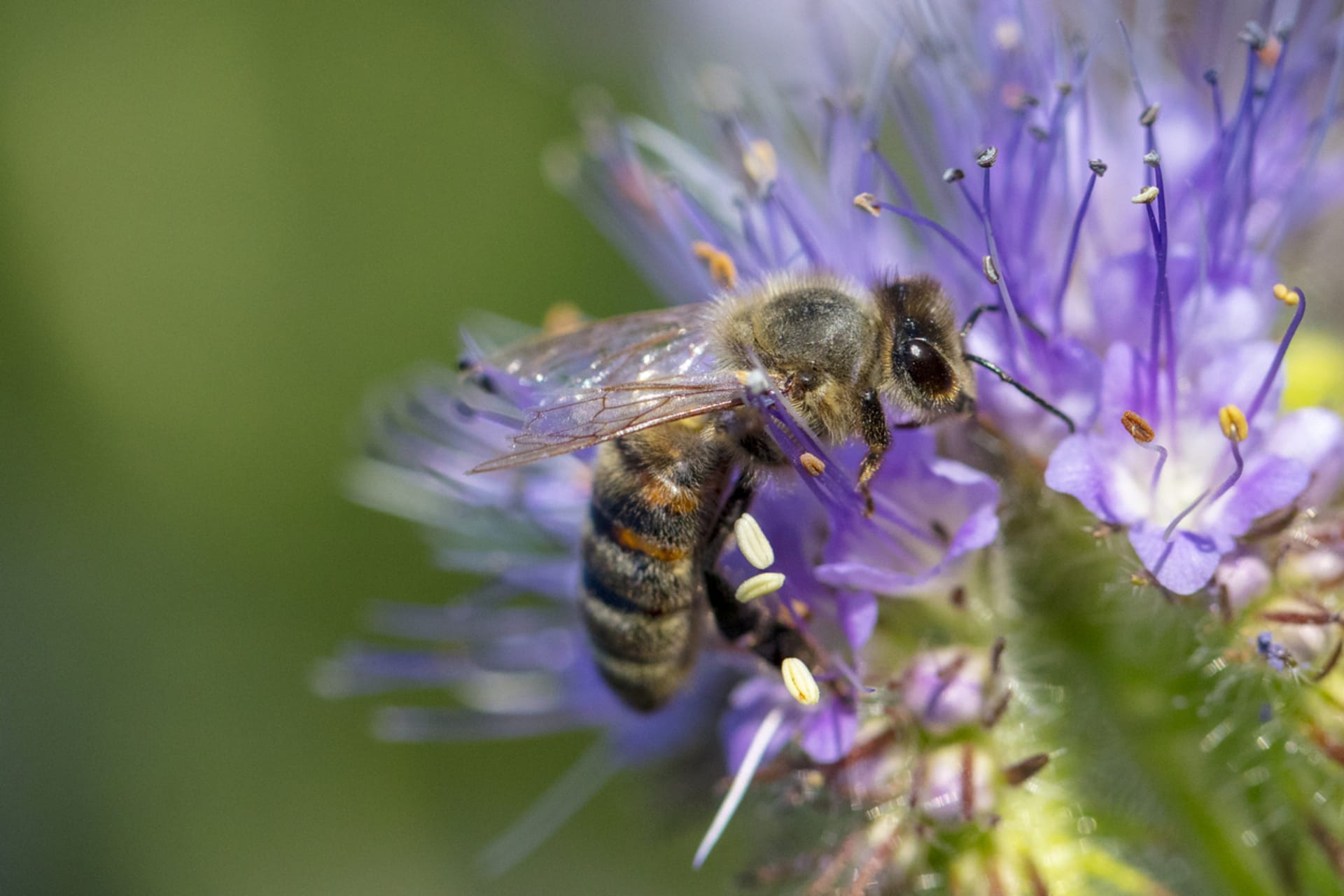 Phacelia tanacetifolia (Phacelia tanacetifolia) 