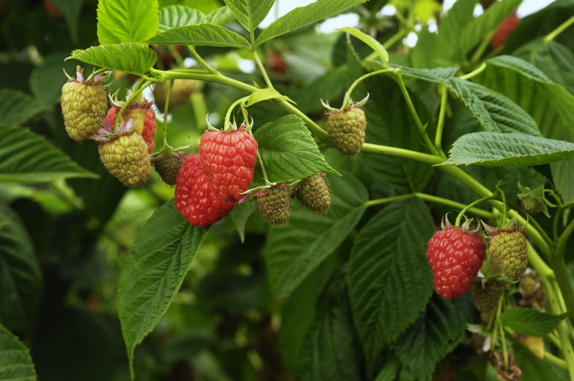 Maline su među omiljenim ljetnim voćem