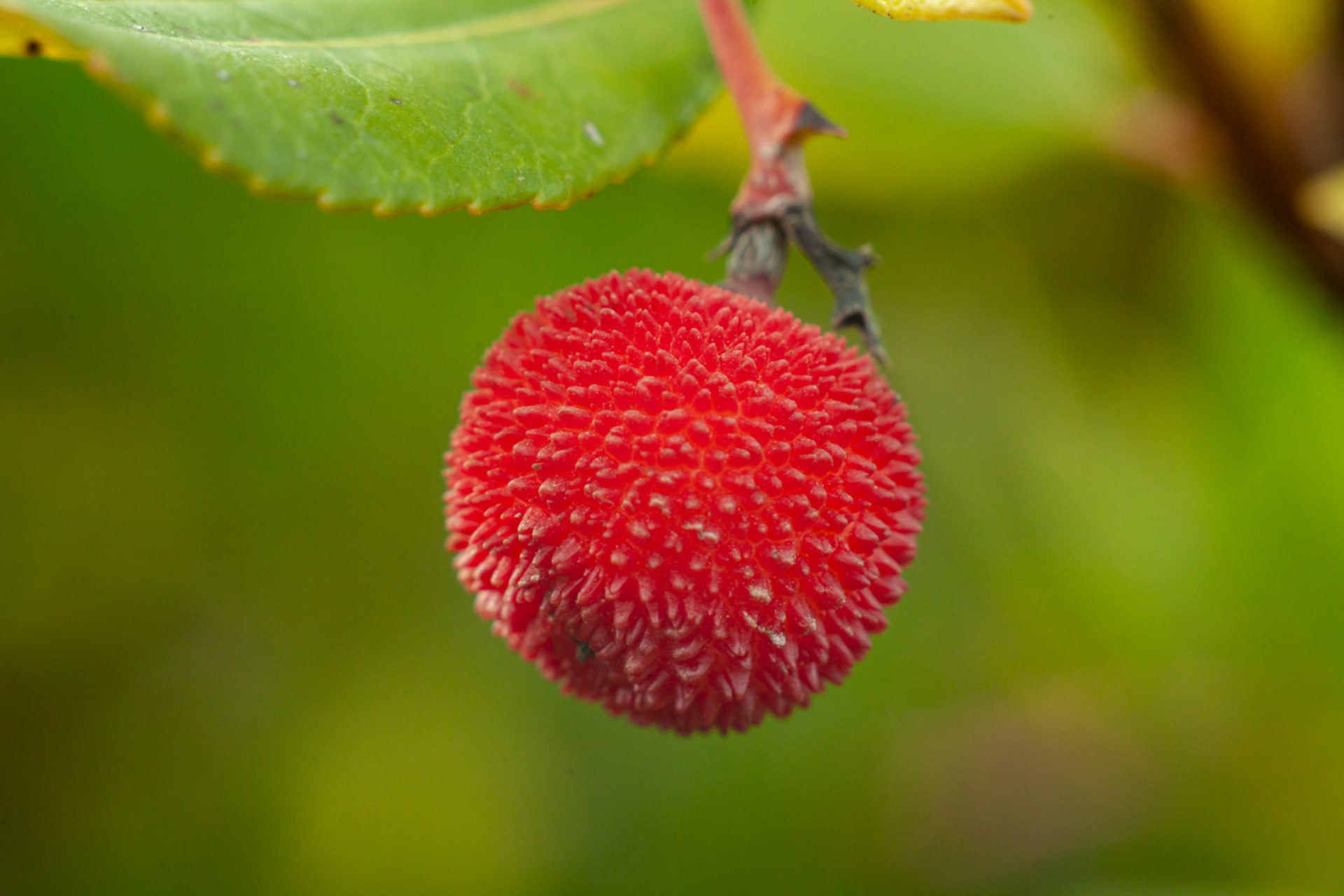 Arbutus unedo (Arbutus unedo)