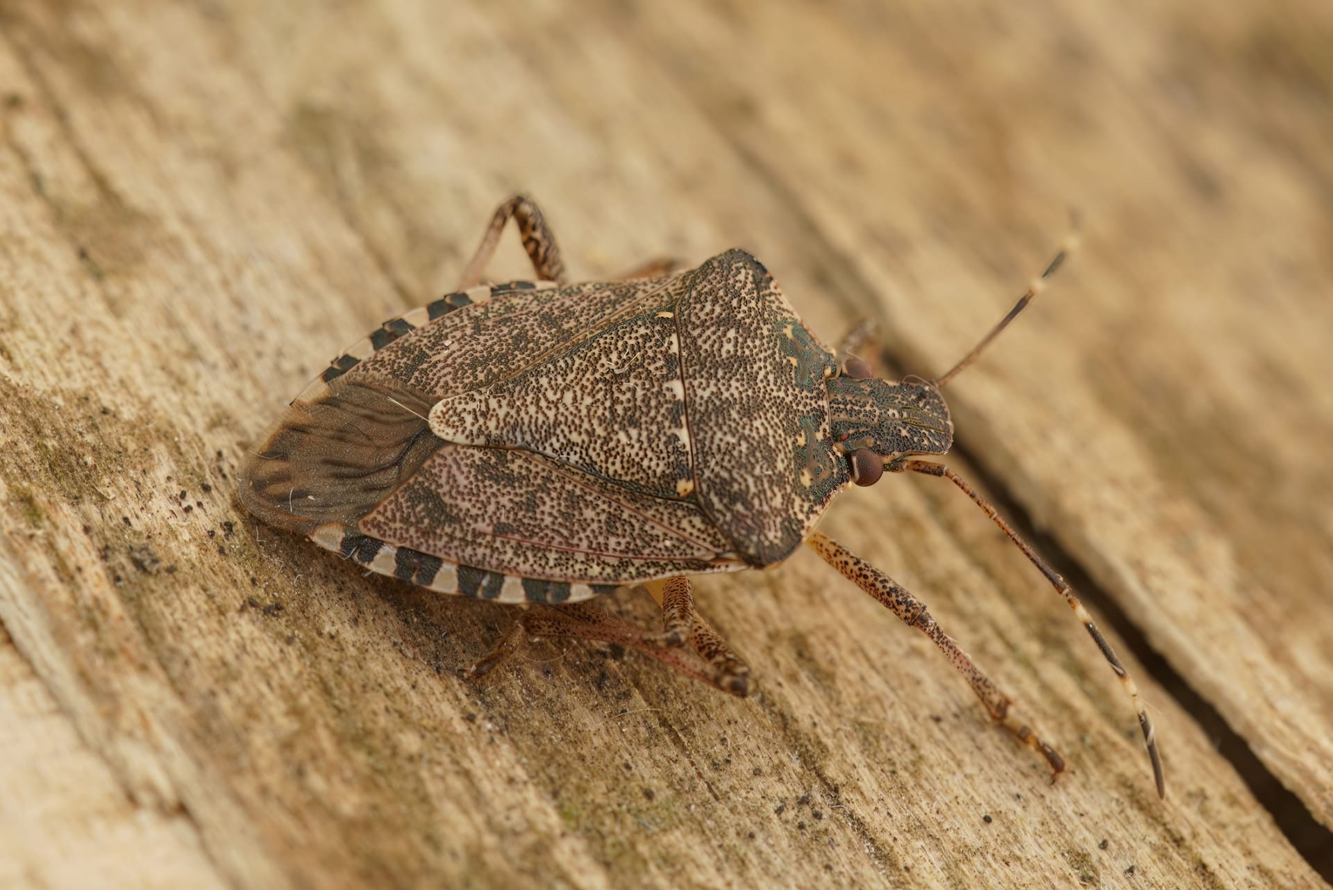 Mramorna svećenica (Halyomorpha halys)