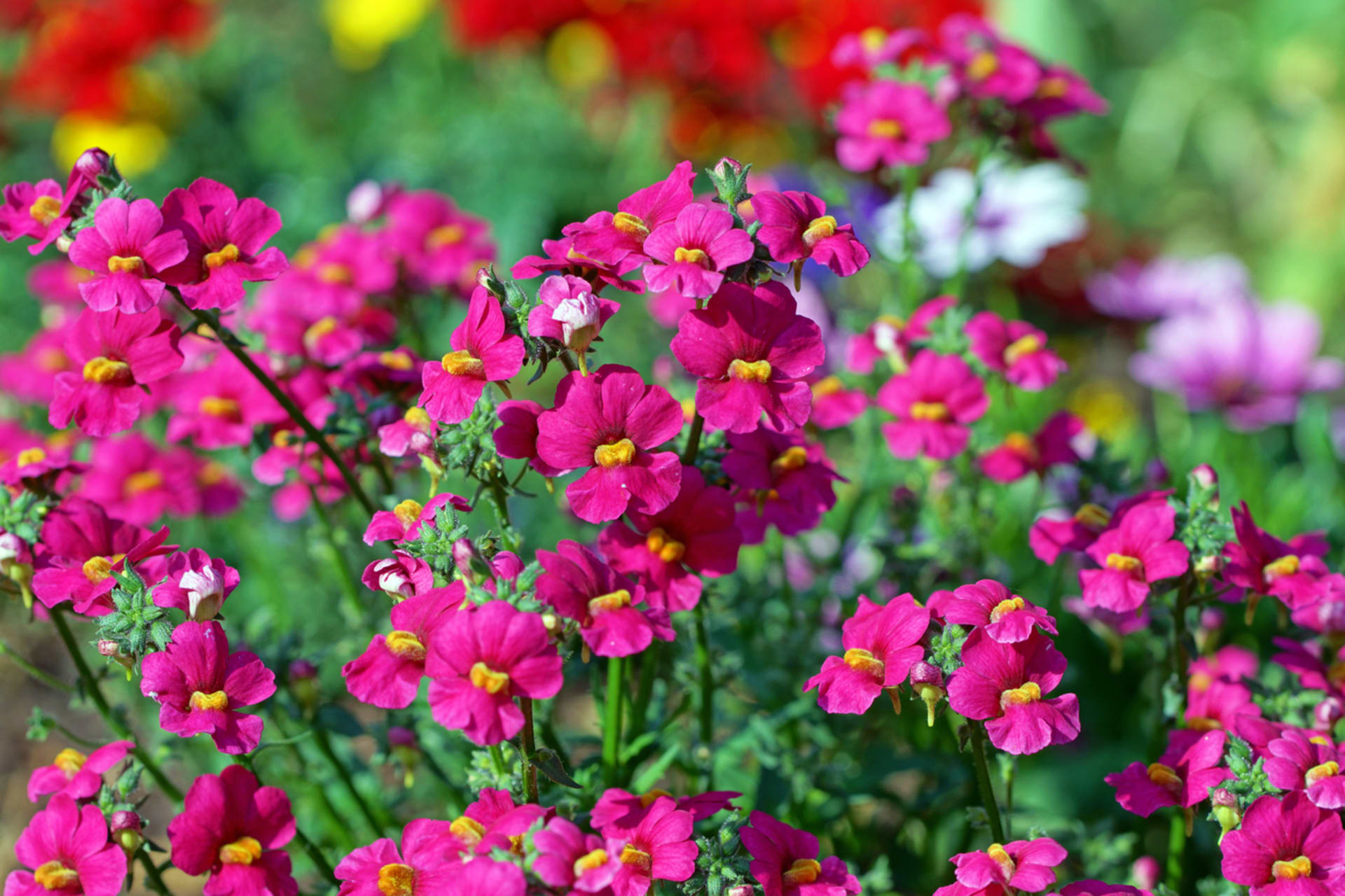 Nemezija (Nemesia) 