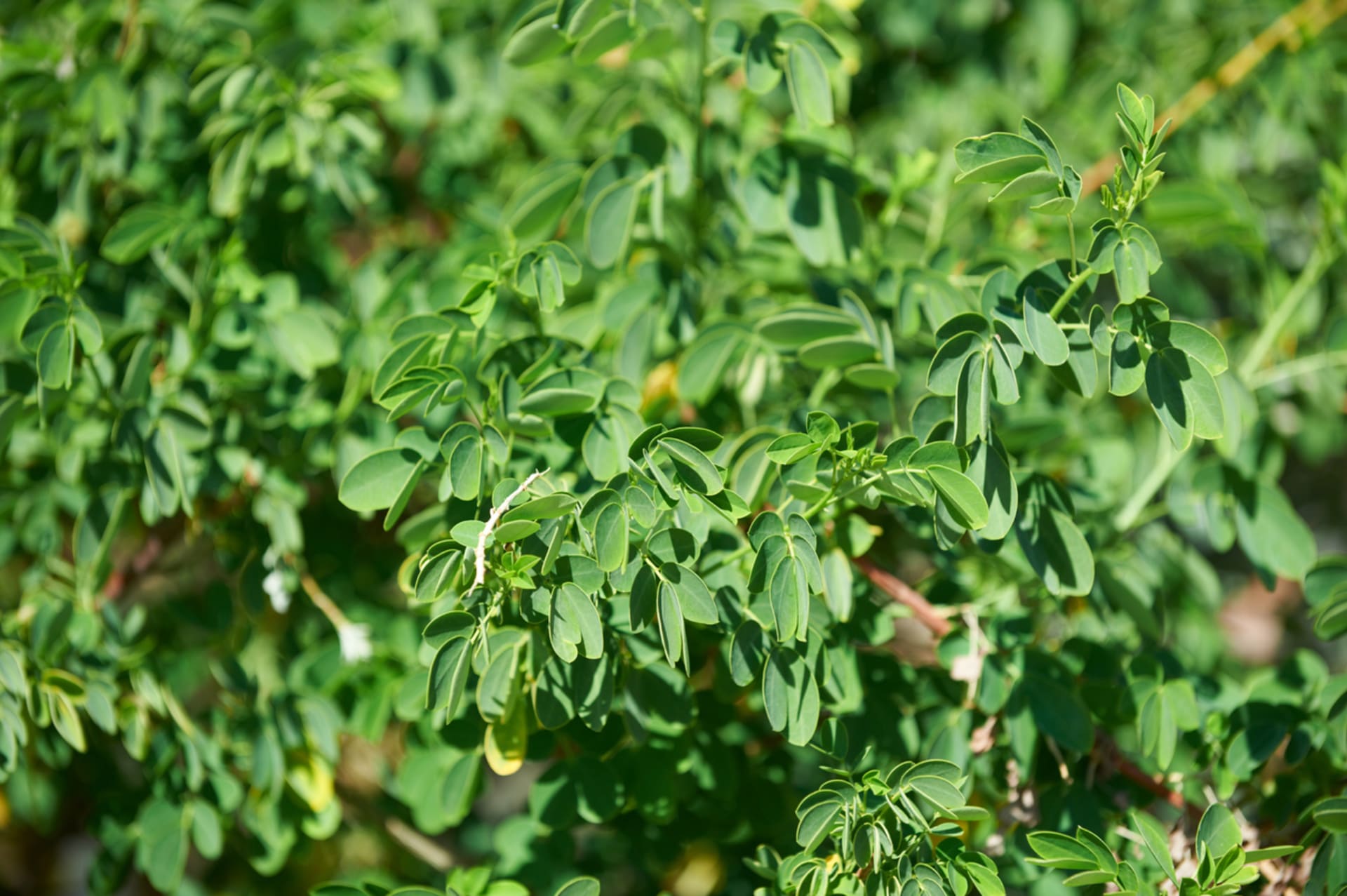 Moringa oleifera (Moringa oleifera) 2