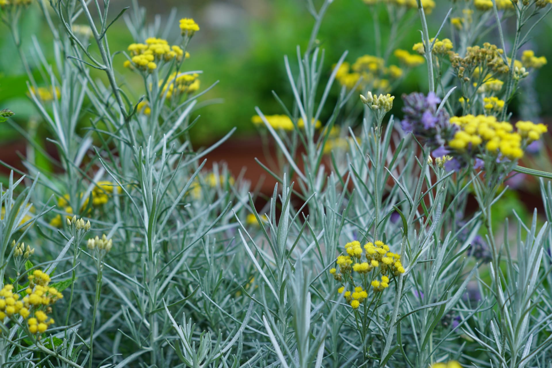 Helichrysum italicum (Helichrysum italicum)