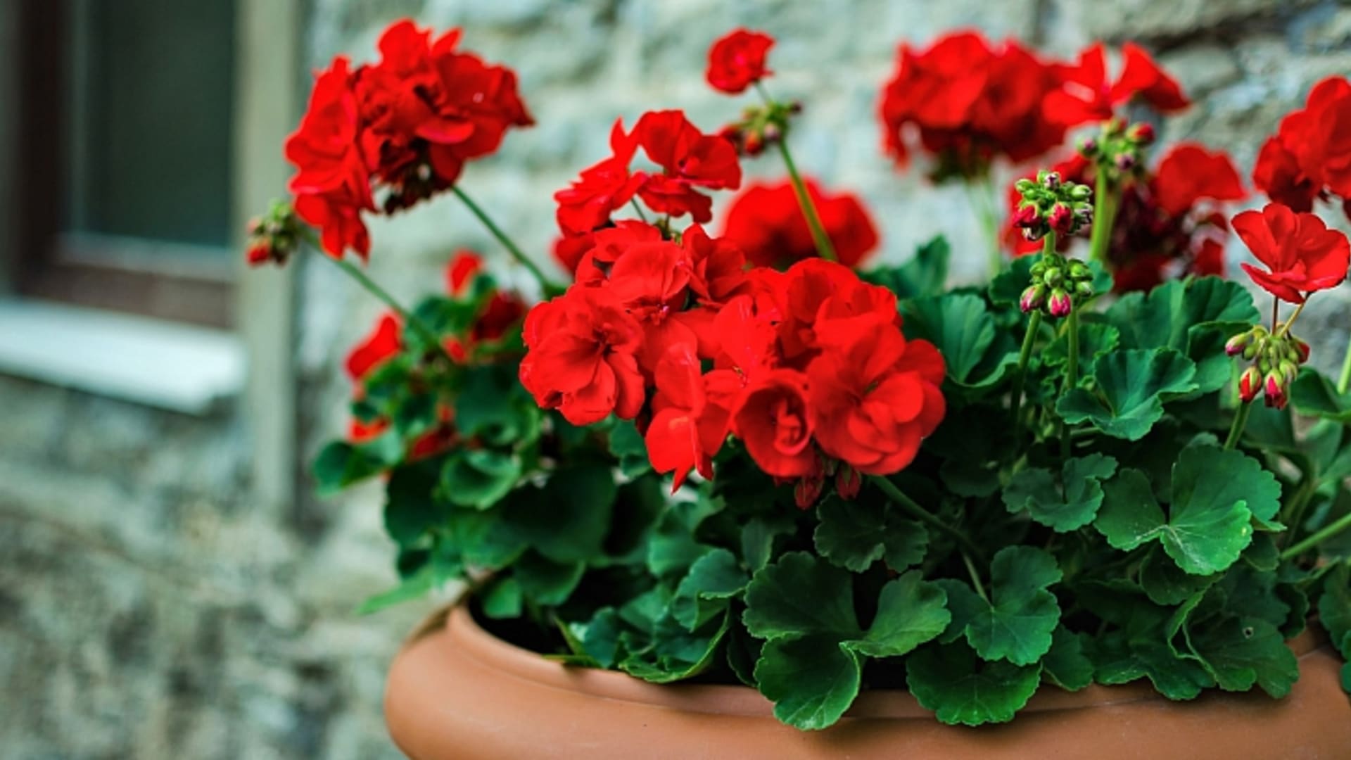 Gnojidba pelargonija vrlo je usko povezana sa supstratom koji se koristi za njihov uzgoj. Ako koristimo vlastiti, miješani od kvalitetnog komposta, supstrata za pelargonije, agroperlita i pijeska (omjer 3 : 2 : 1 : 1), ne trebamo često gnojiti.