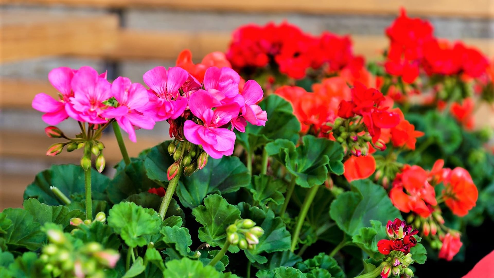 Želite li ove godine imati najljepše pelargonije? 21 savjeta kako to učiniti