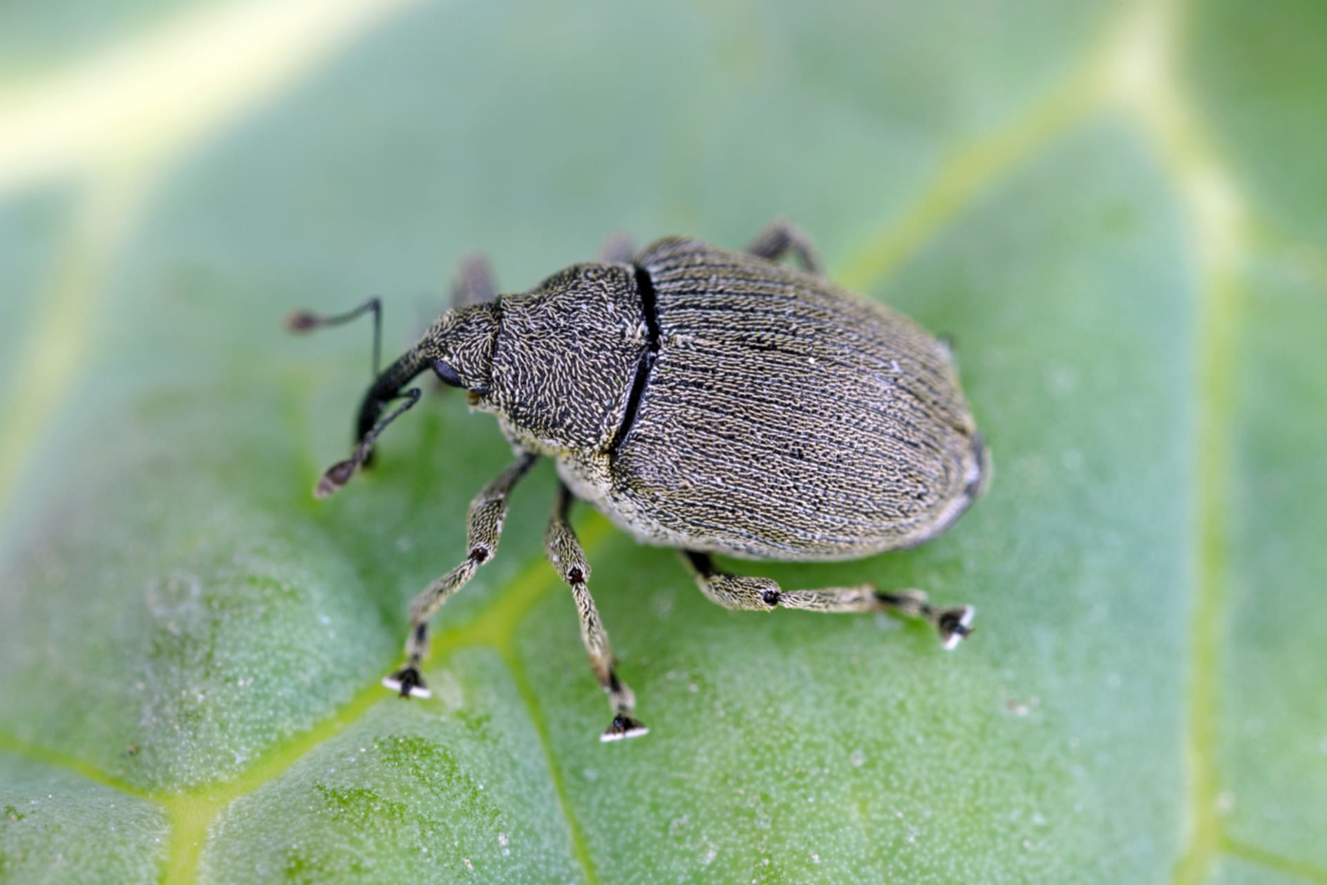 asimilis (Ceutorhynchus assimilis)