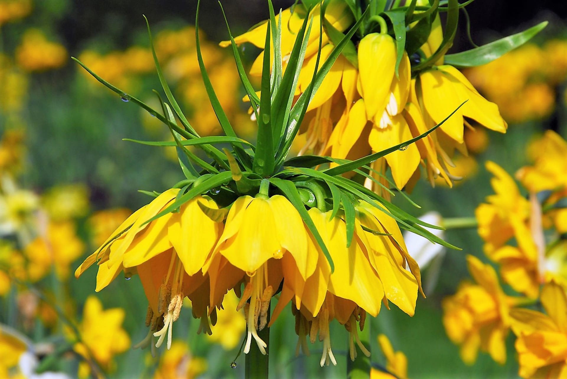 Kod nas je najpoznatija robusna kobnica (Fritillaria imperialis), podrijetlom iz planina srednje Azije, koja doseže visinu i do 120 cm. Na slici je kultivar Maxima Lute.