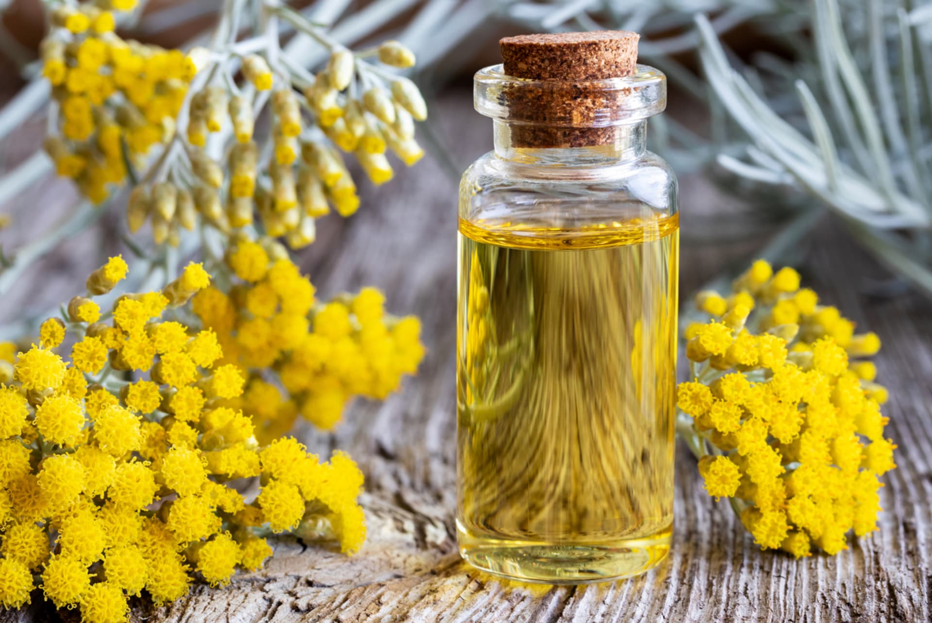 Helichrysum italicum (Helichrysum italicum)