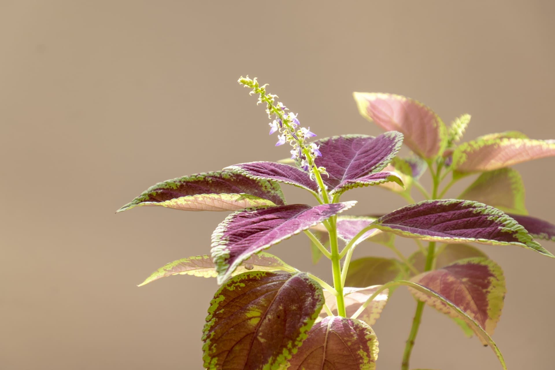 Afrička kopriva (Coleus x blumei) 